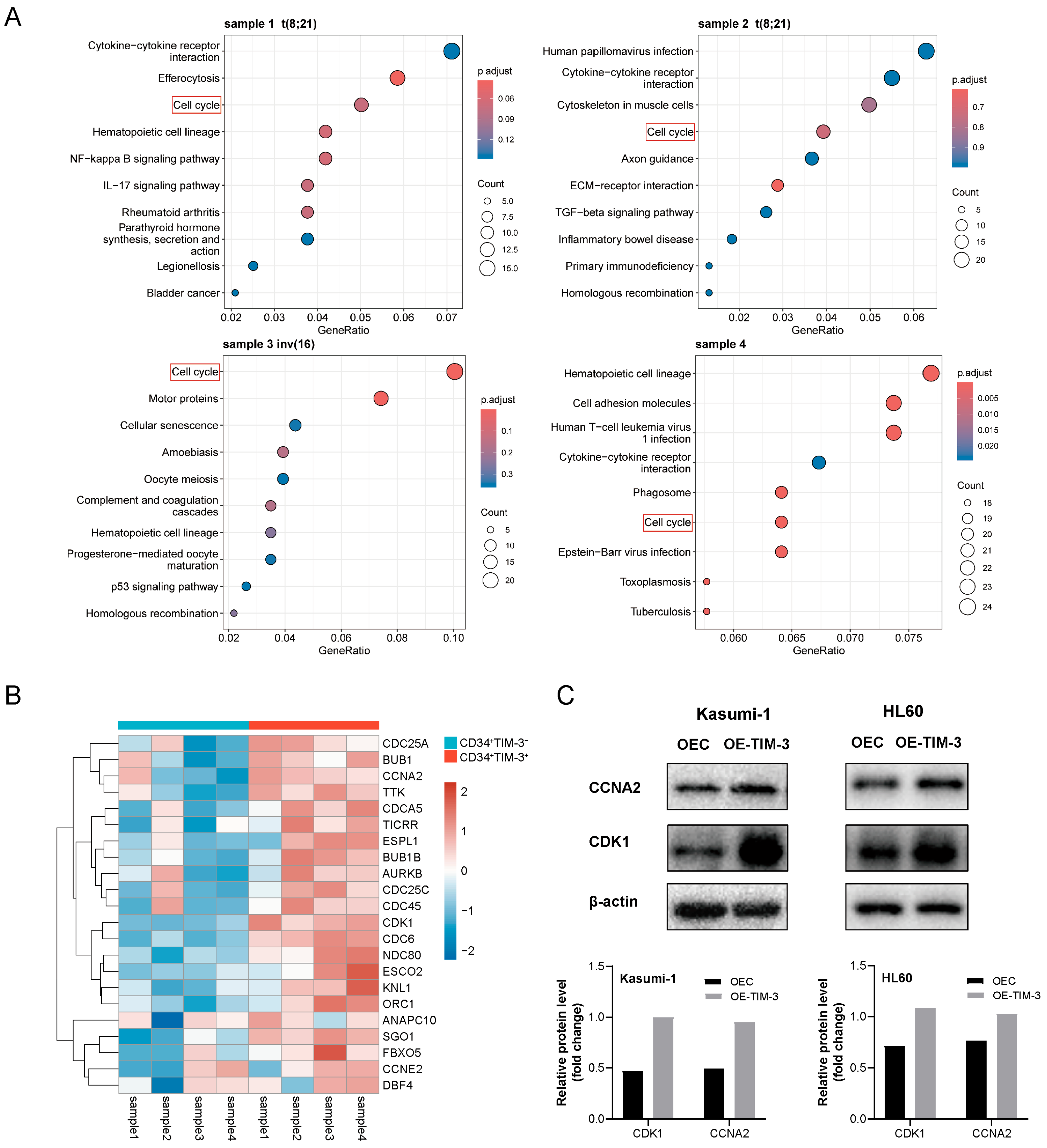 Biomedicines 13 02841 g004