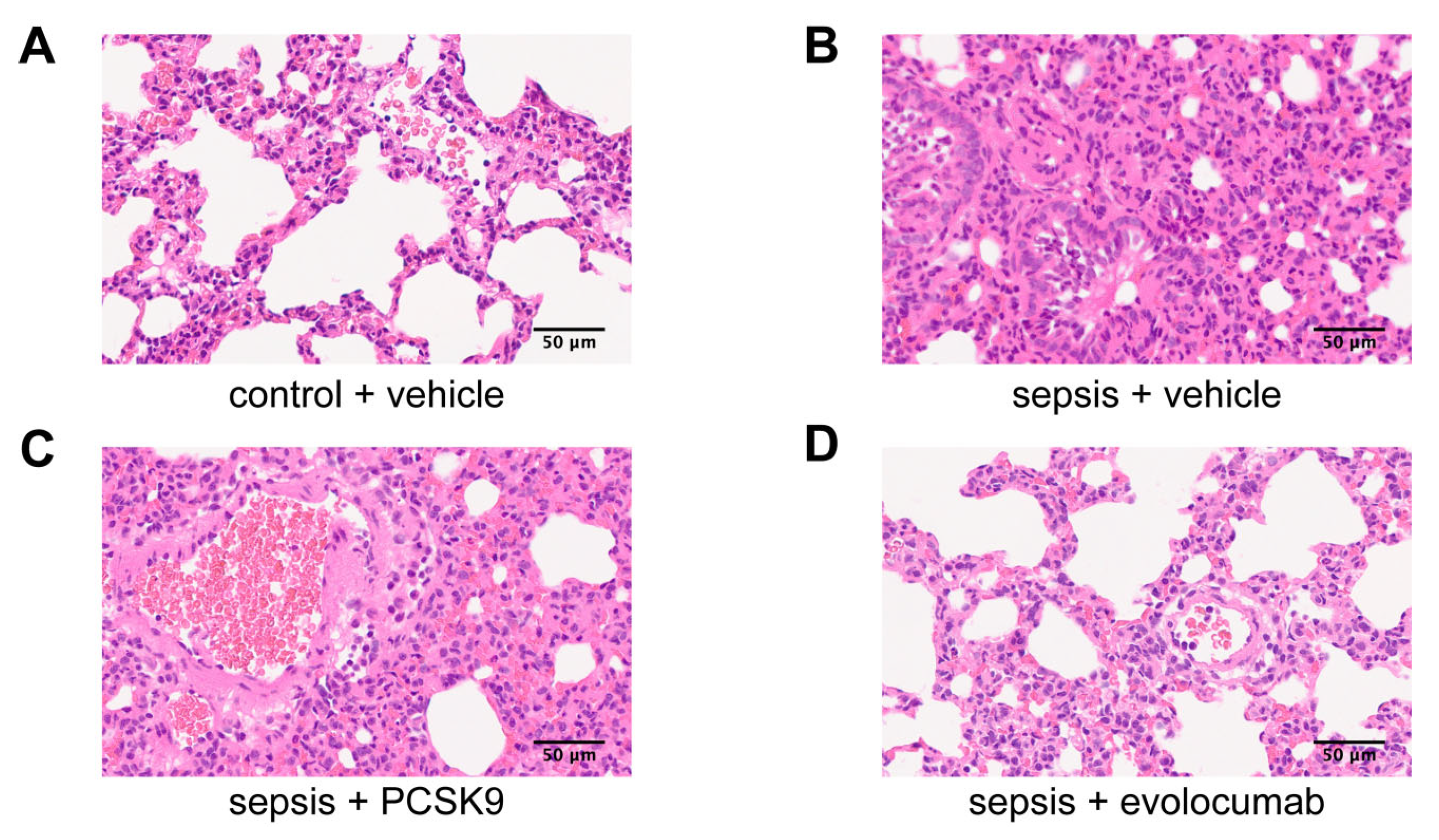 Biomedicines 13 02843 g004