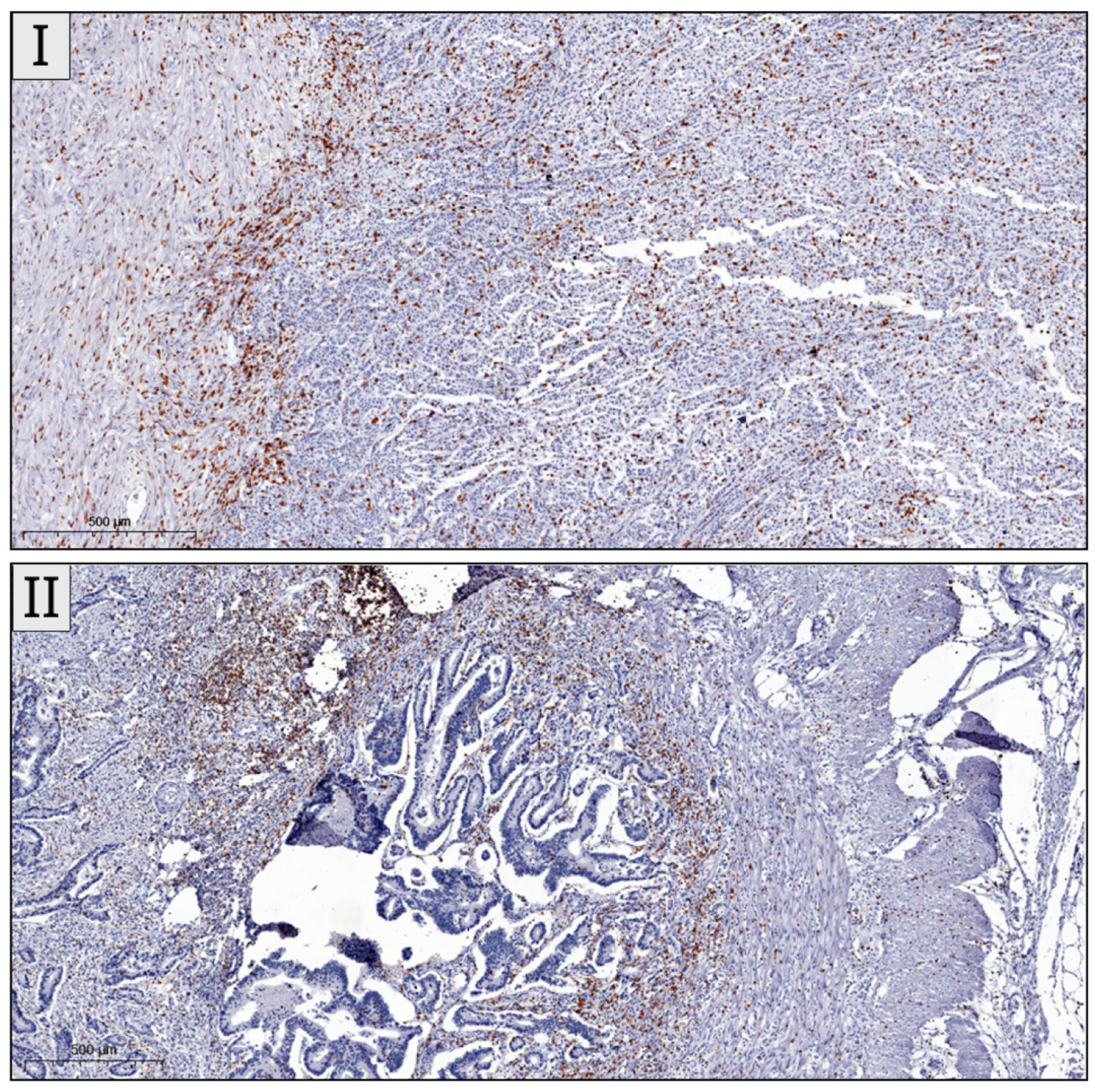 Biomedicines 13 02856 g002a