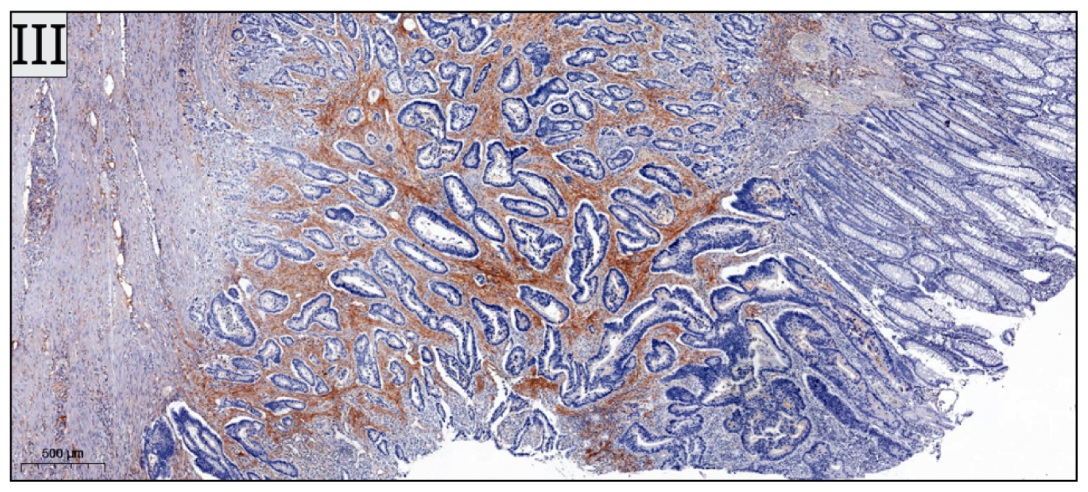 Biomedicines 13 02856 g002b