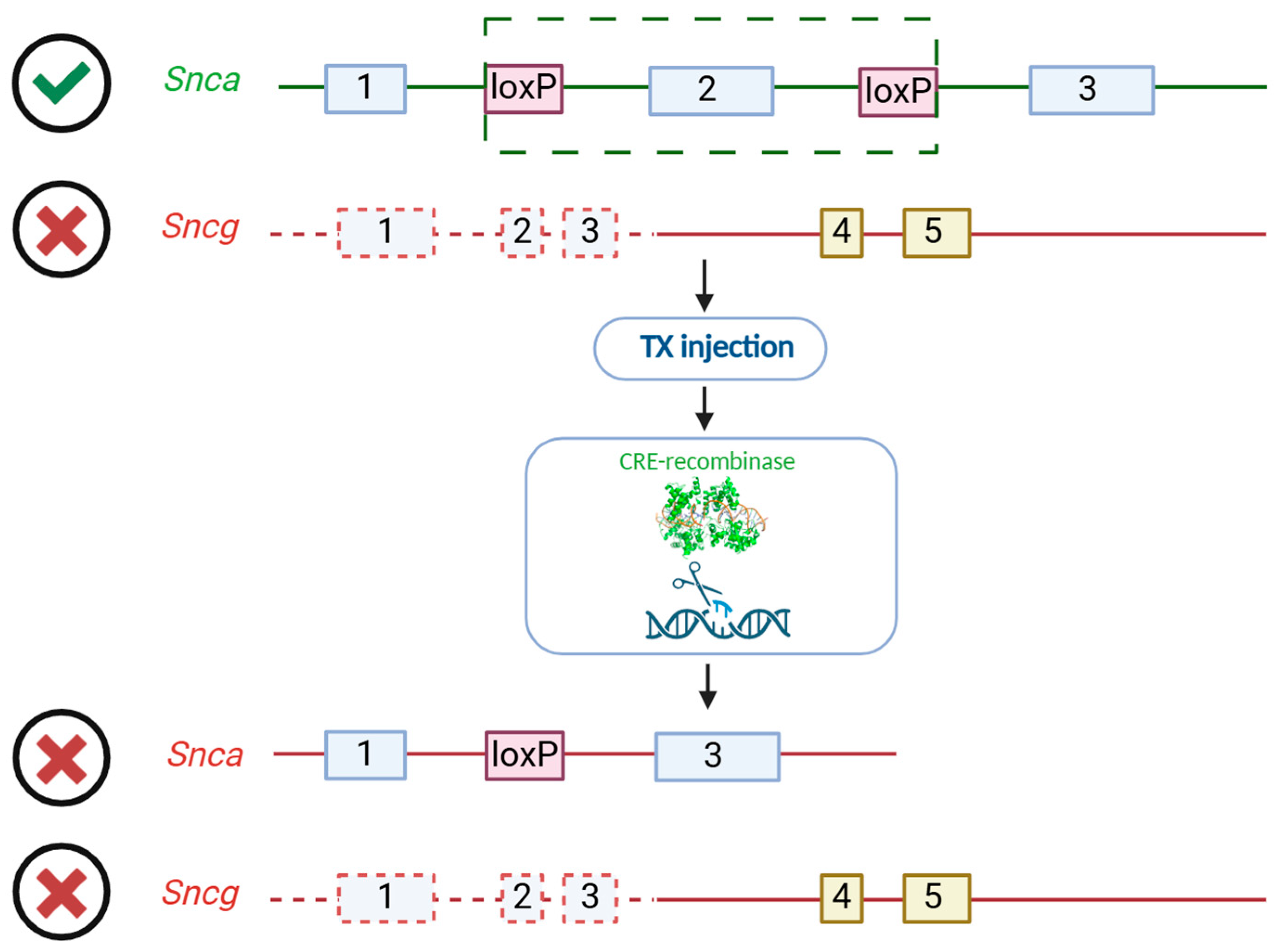 Biomedicines 13 02866 g001