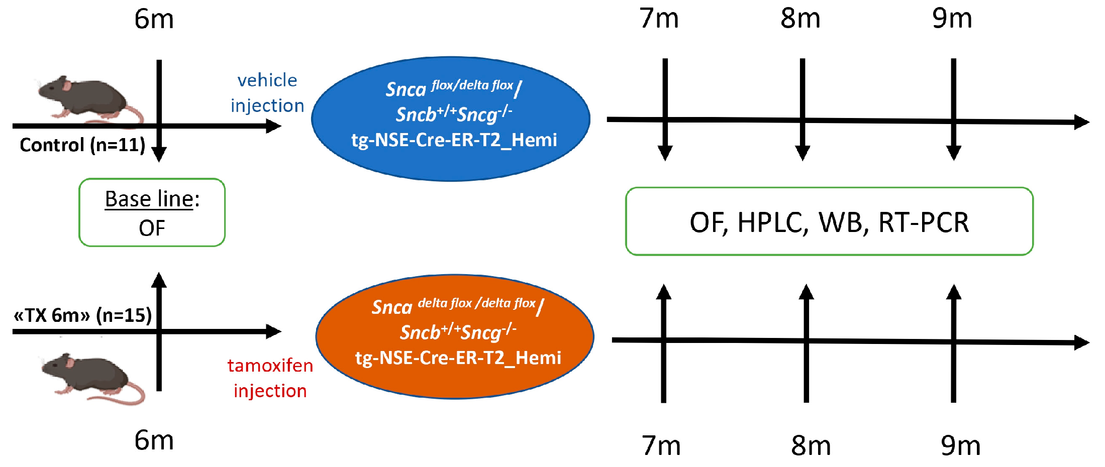 Biomedicines 13 02866 g002