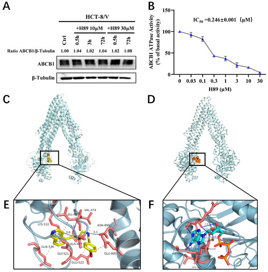 H89 Reverses Multidrug Resistance in Colorectal Cancer by