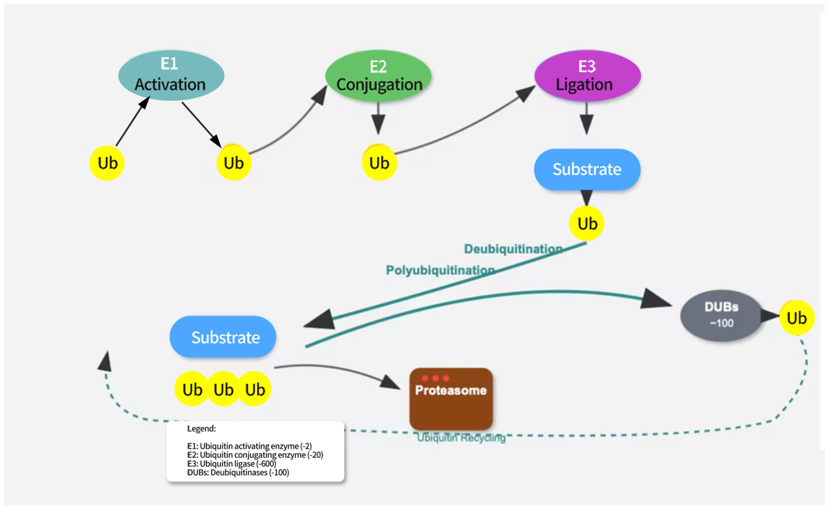 Biomedicines 13 02873 g001