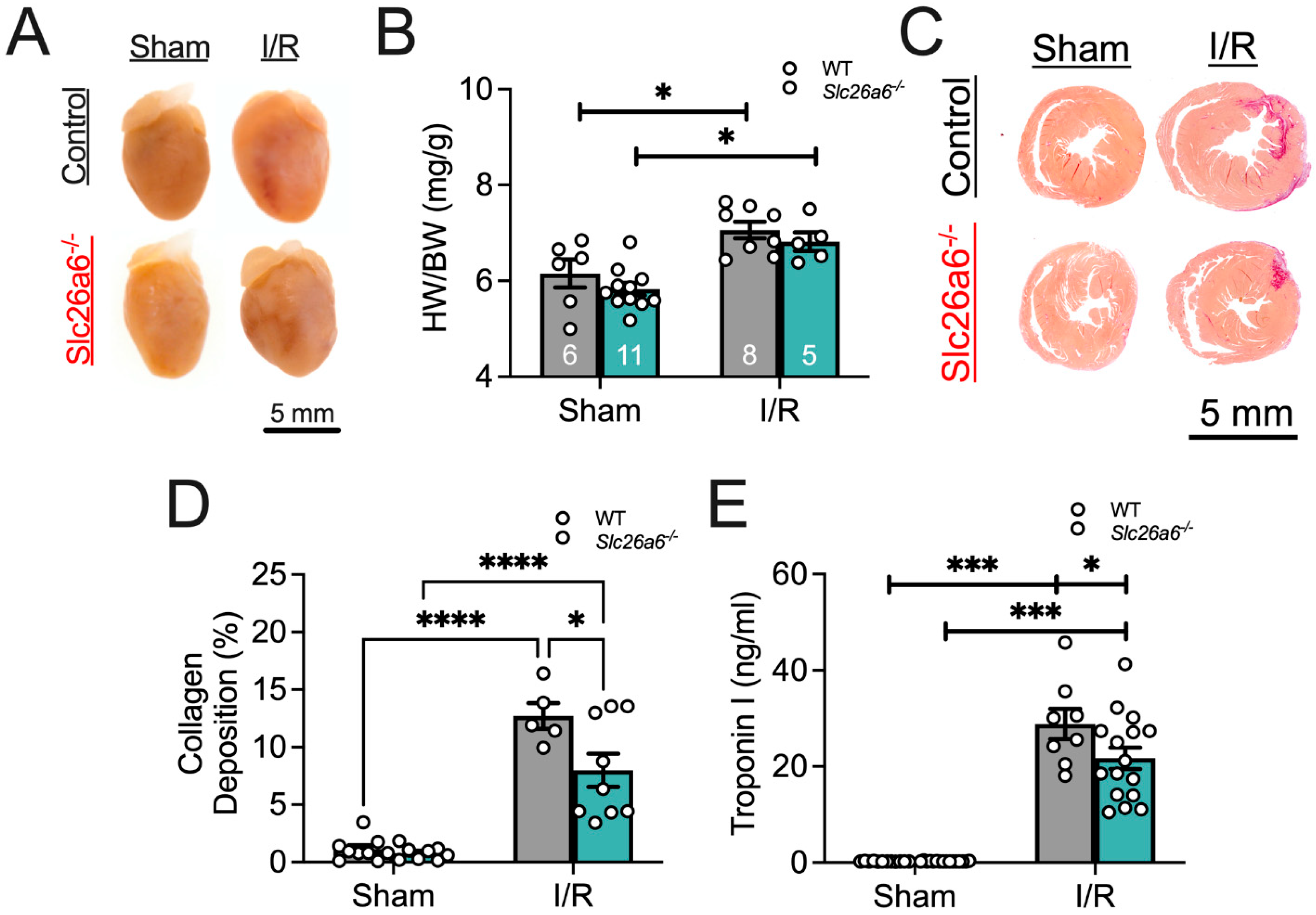 Biomedicines 13 02874 g003