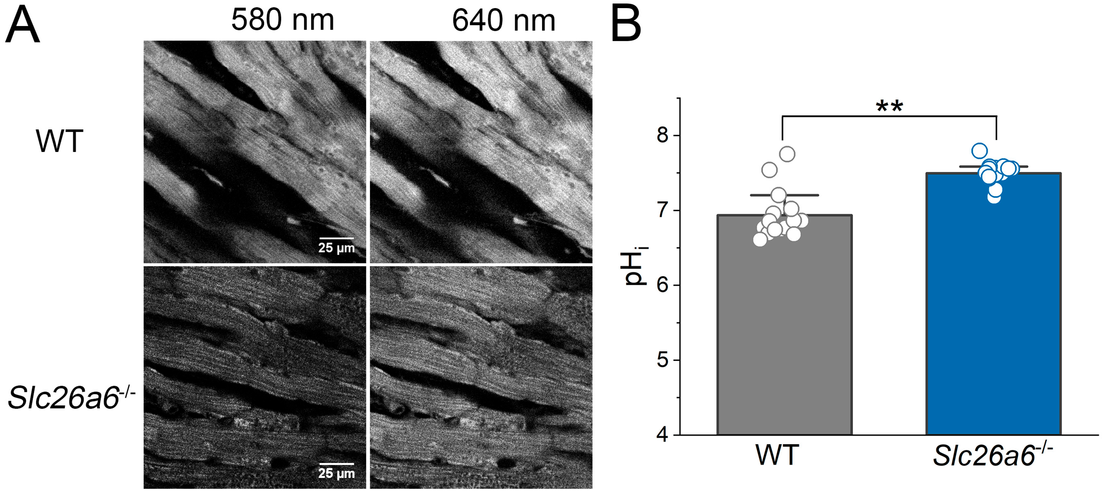 Biomedicines 13 02874 g007