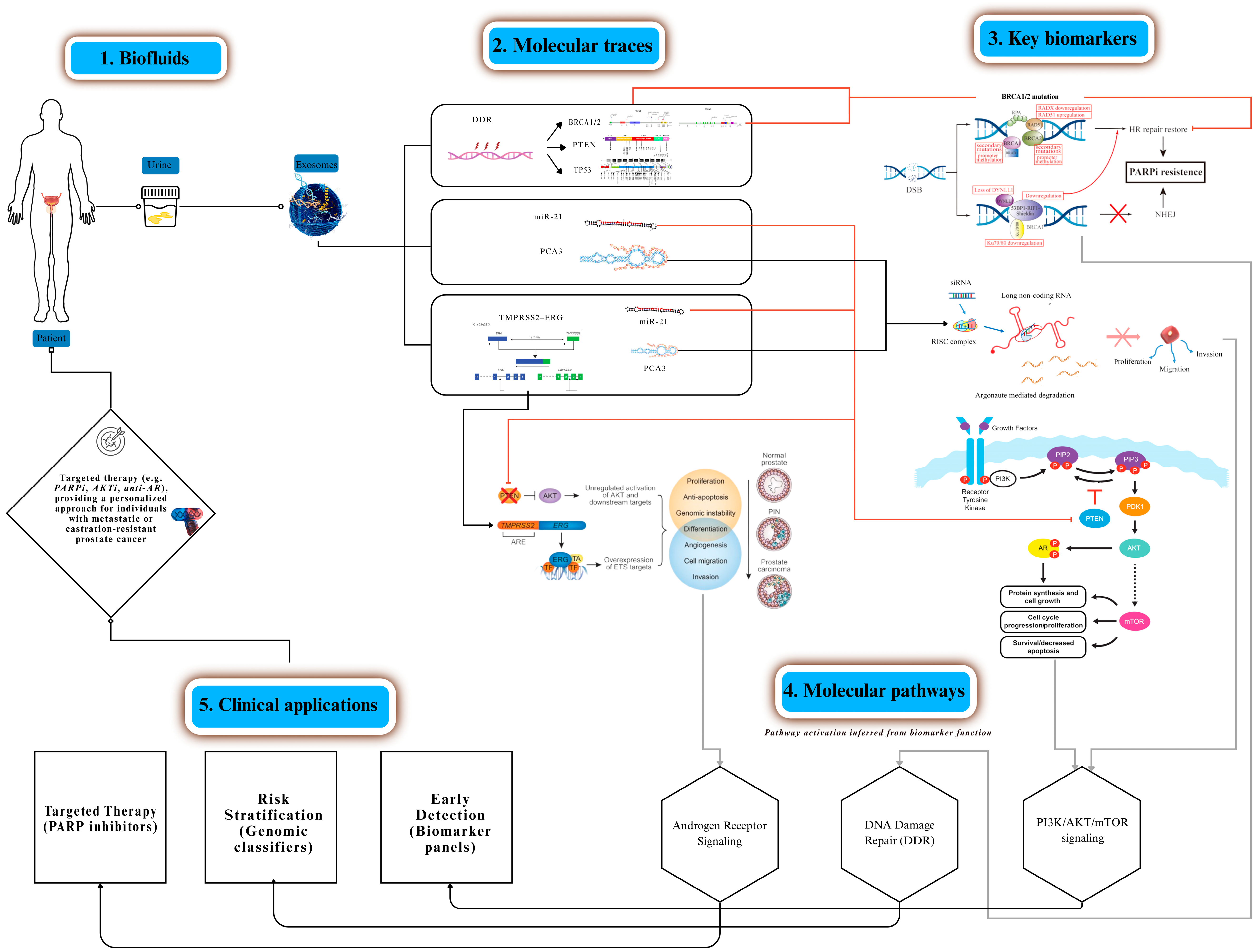 Biomedicines 13 02877 g002