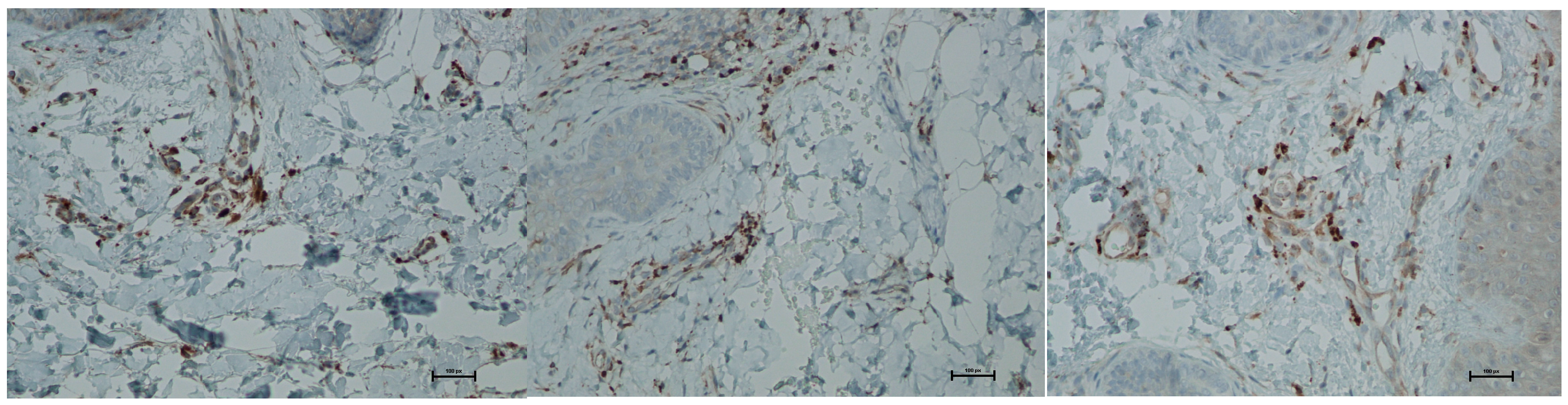 Biomedicines 13 02878 g012