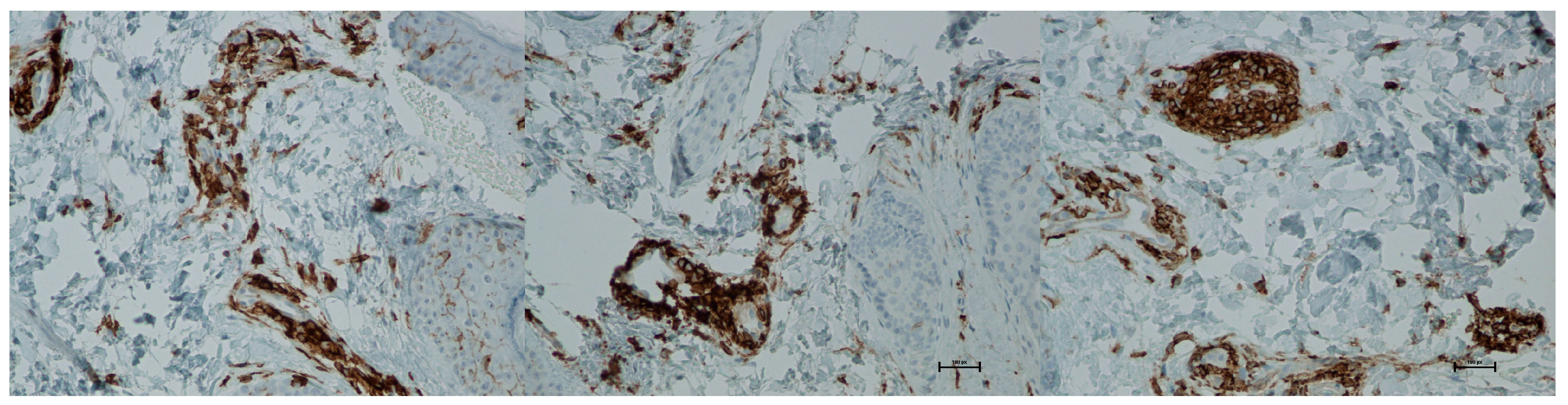 Biomedicines 13 02878 g014