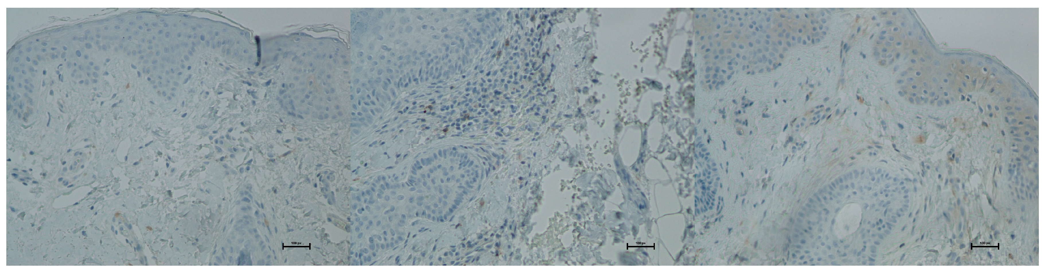 Biomedicines 13 02878 g018