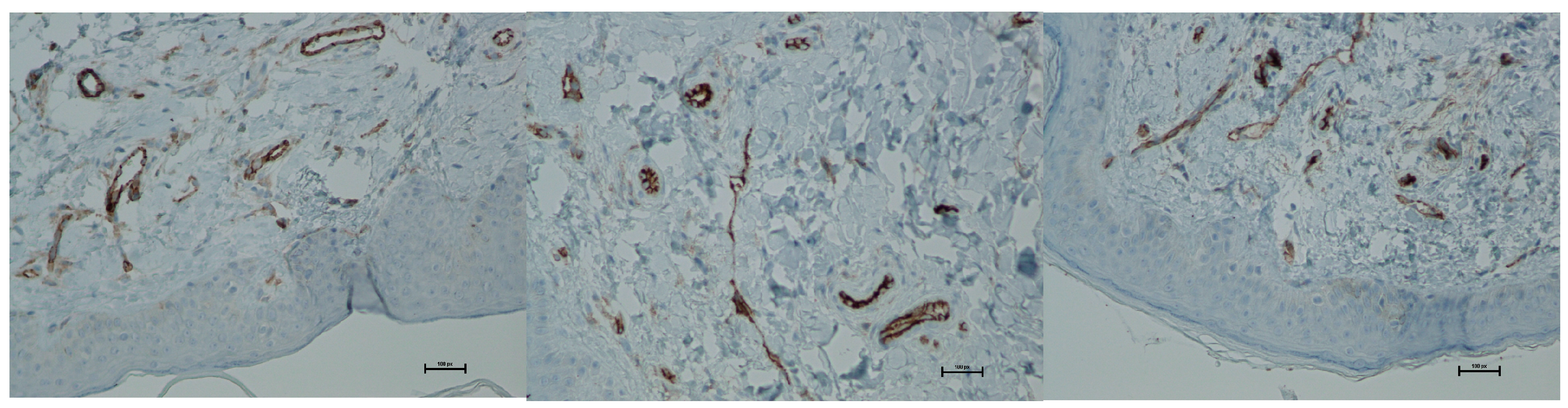 Biomedicines 13 02878 g020