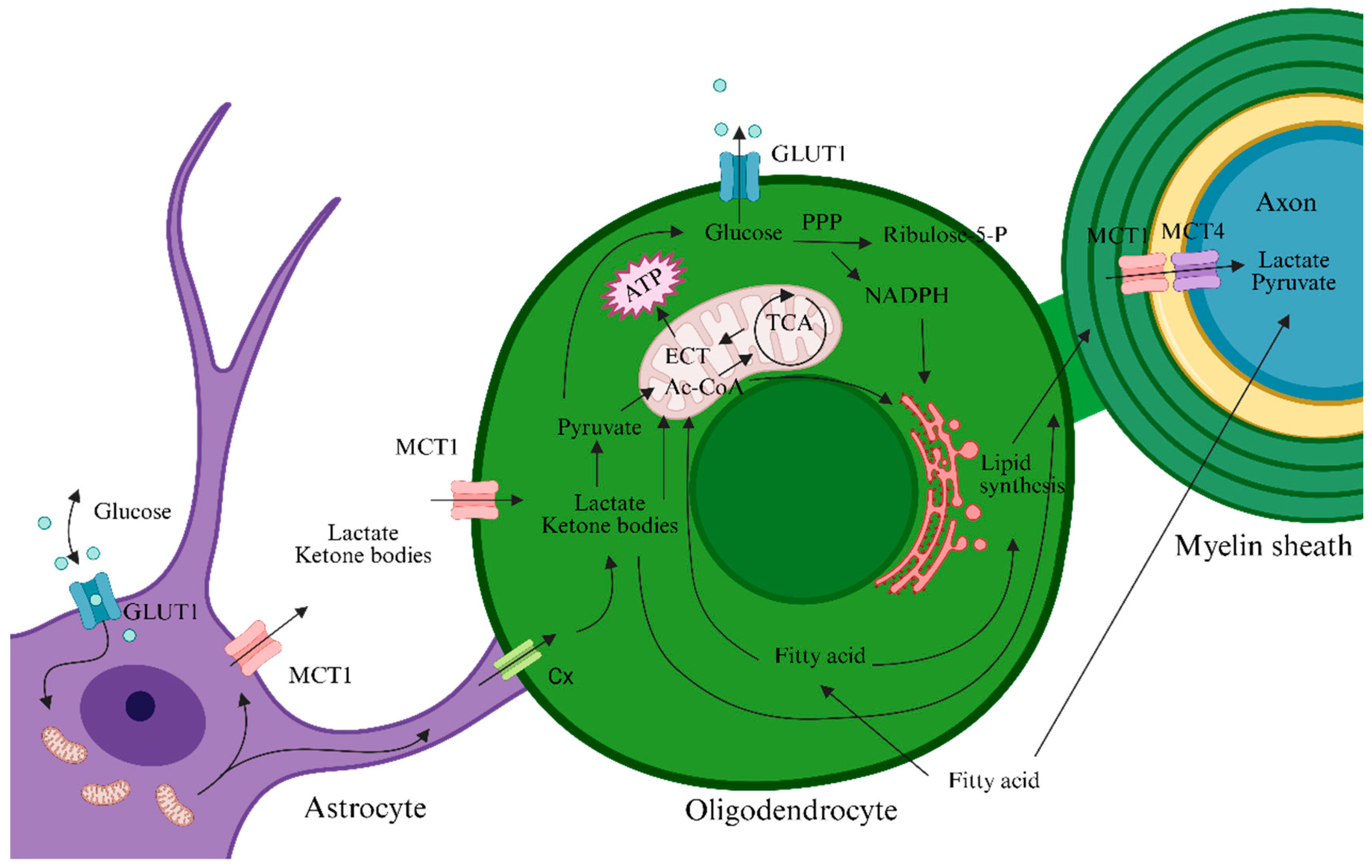 Biomedicines 13 02880 g002