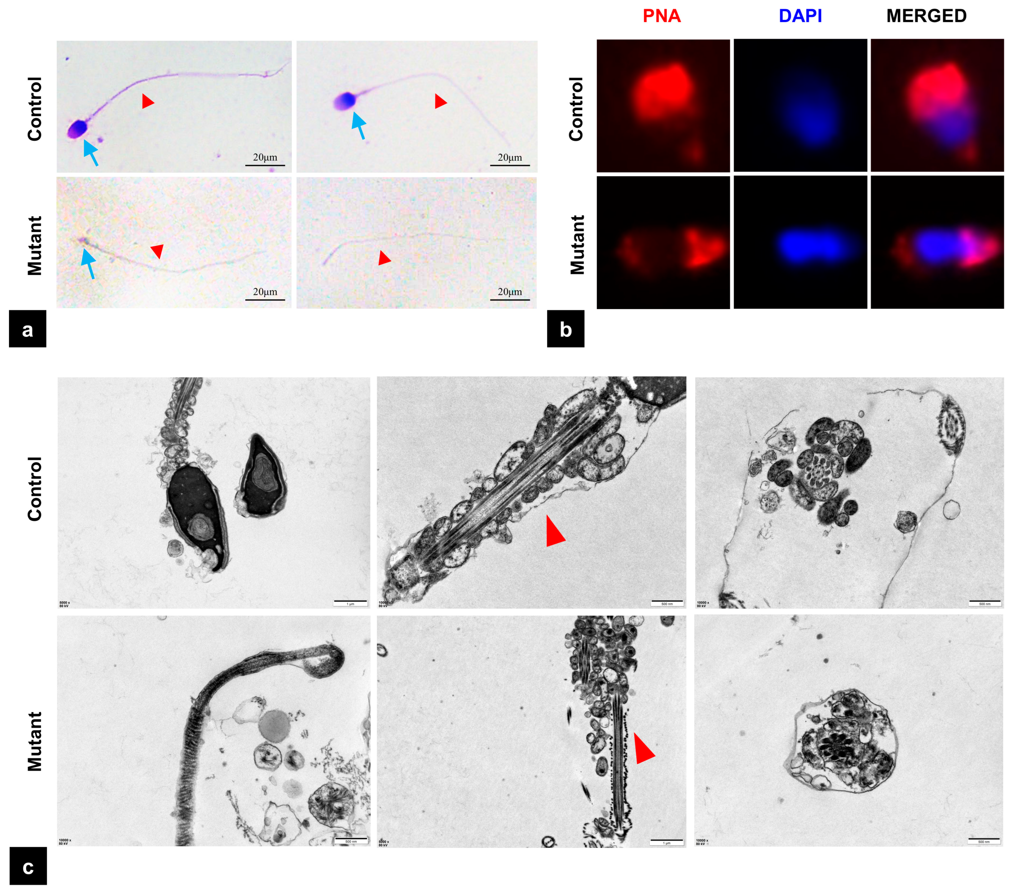 Biomedicines 13 02882 g003