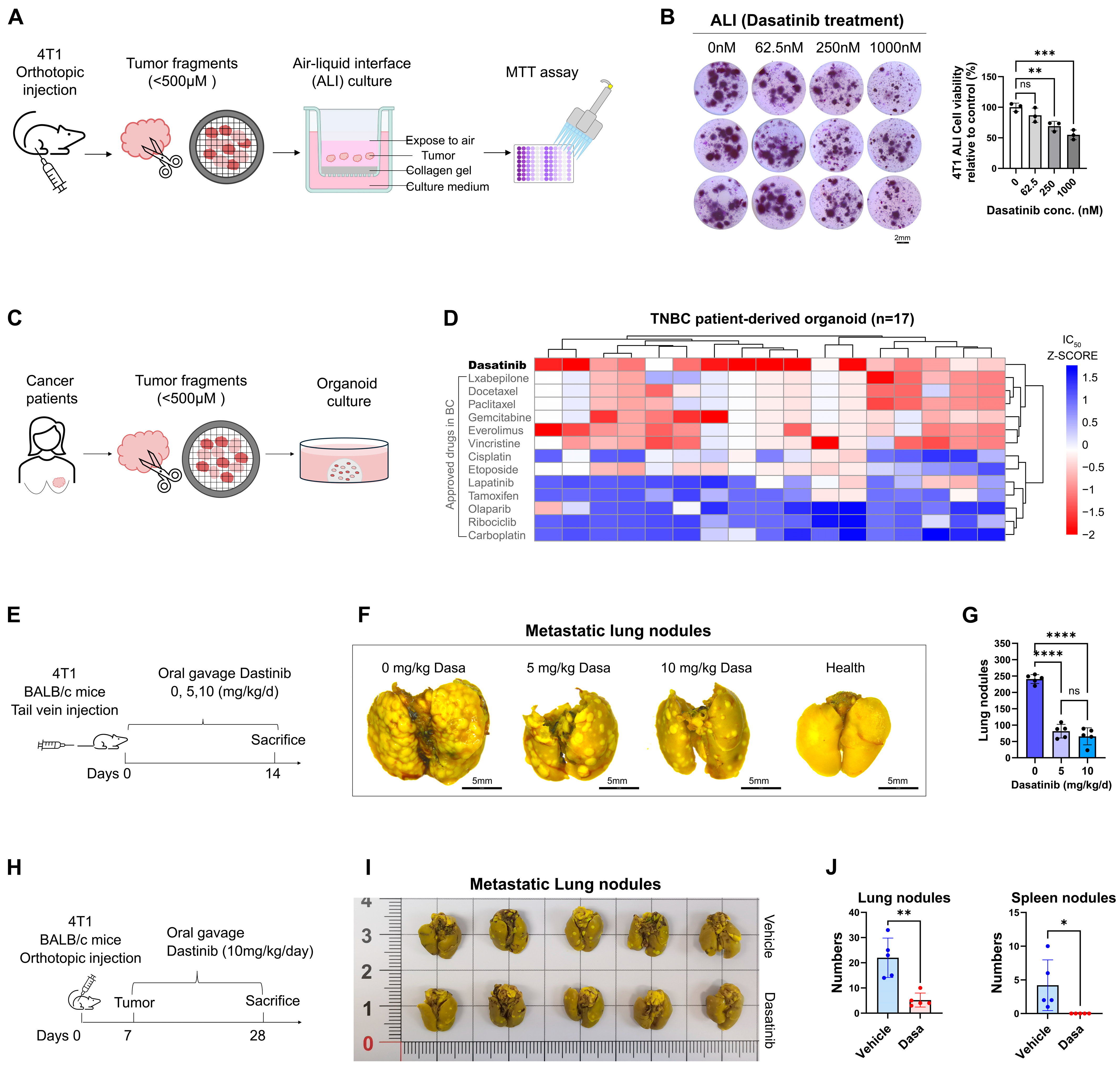 Biomedicines 13 02888 g002