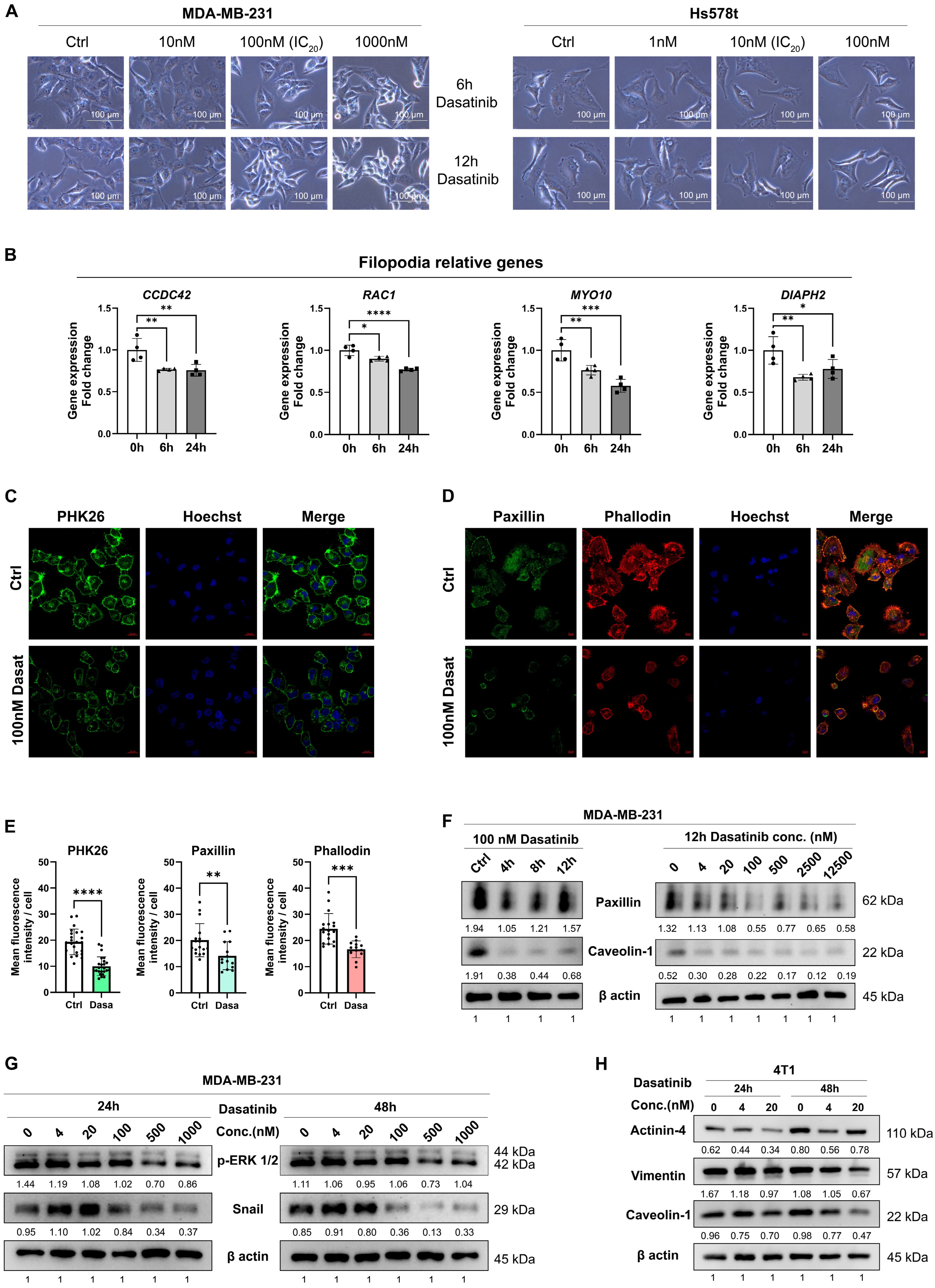 Biomedicines 13 02888 g003