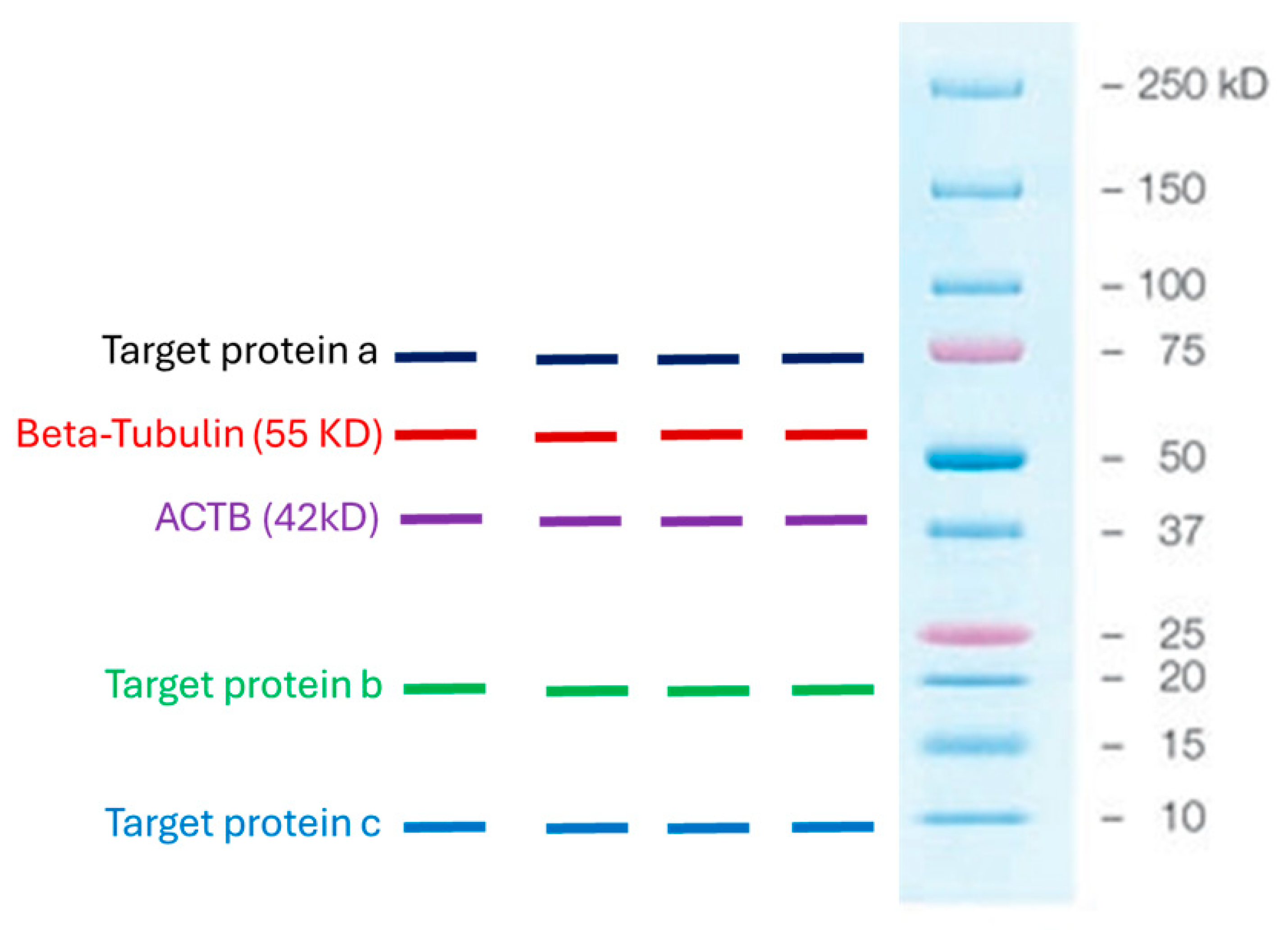 Biomedicines 13 02890 g001
