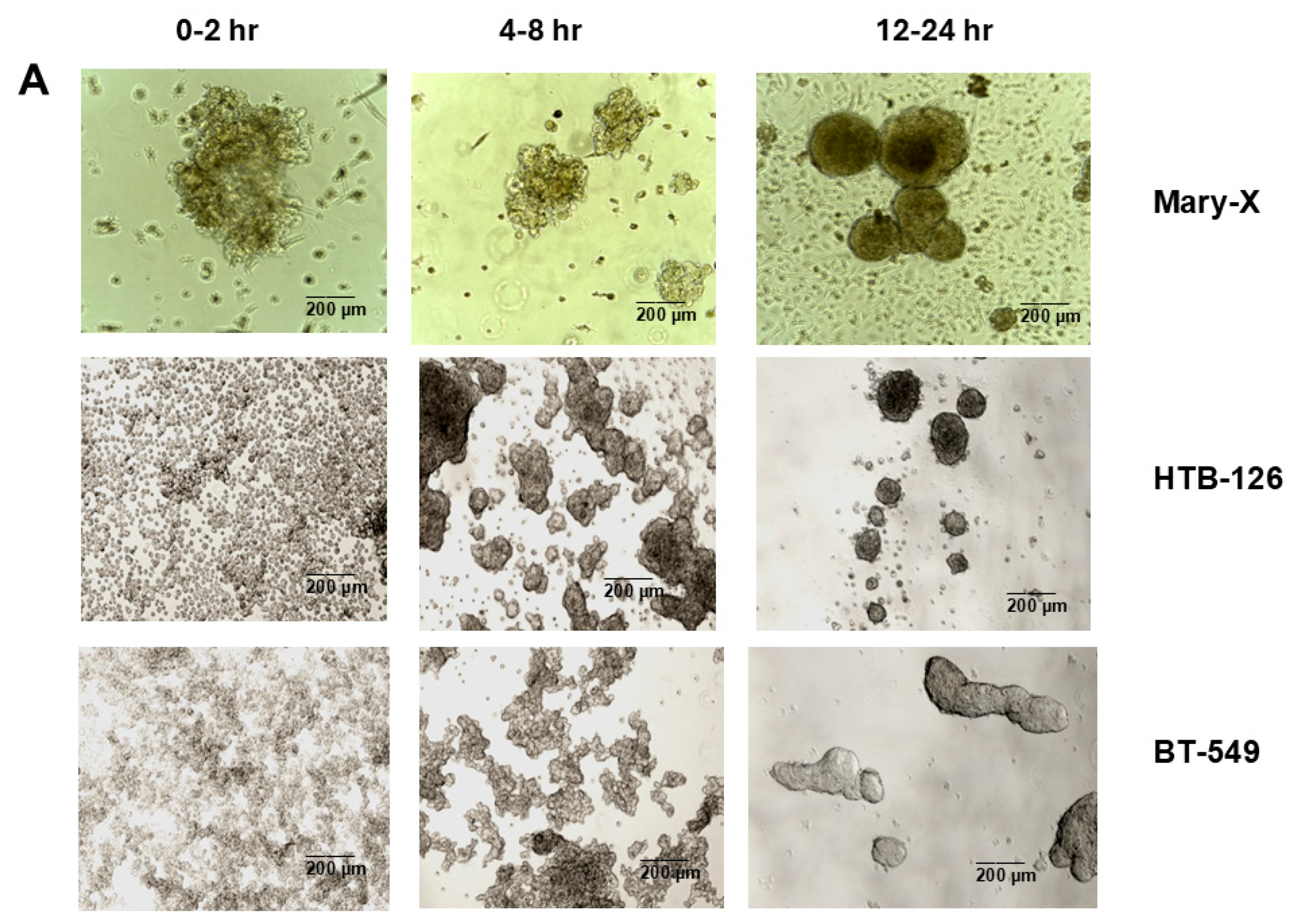 Biomedicines 13 02890 g002a