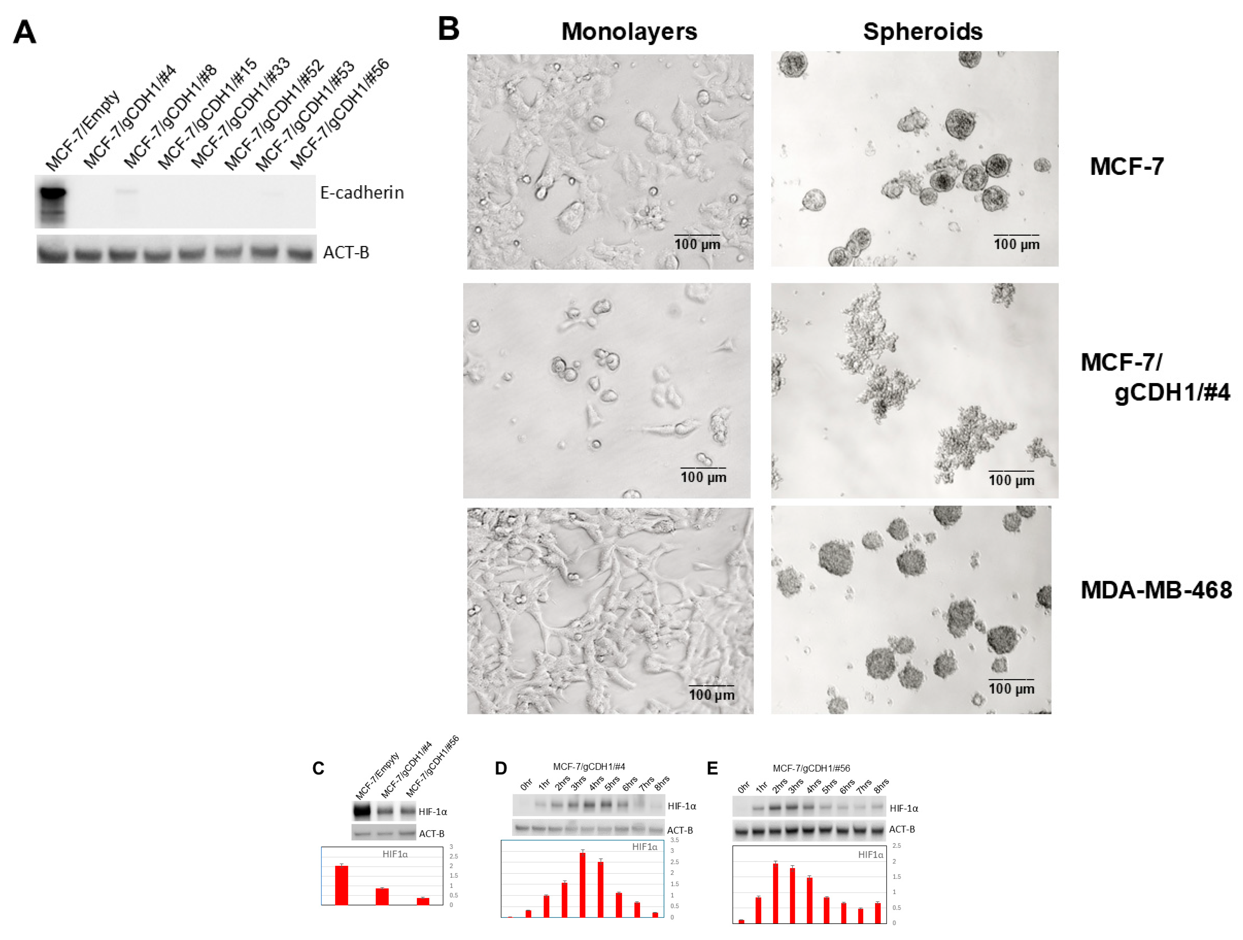 Biomedicines 13 02890 g006