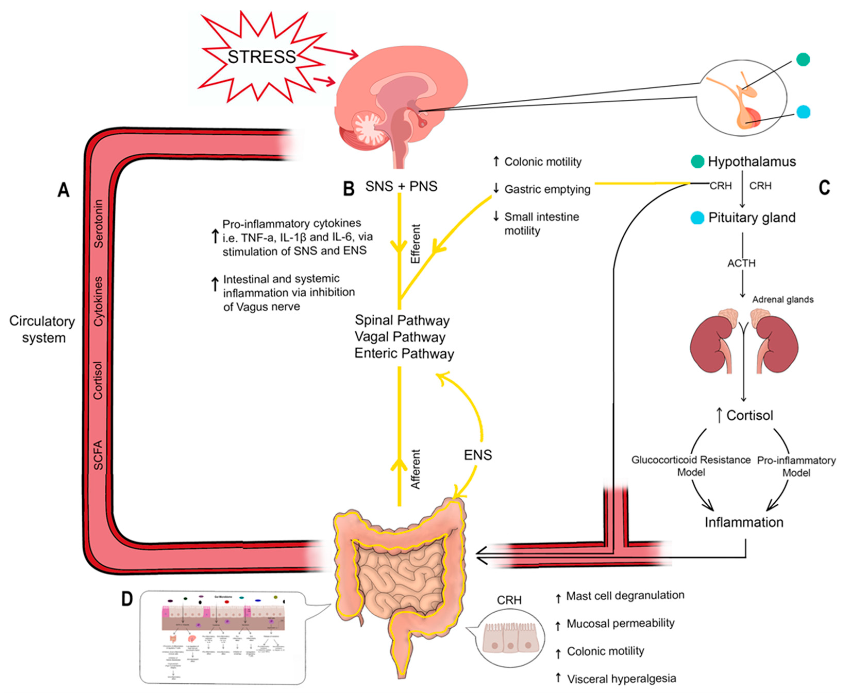 Biomedicines 13 02916 g001 Biomedicines 13 02916 g001