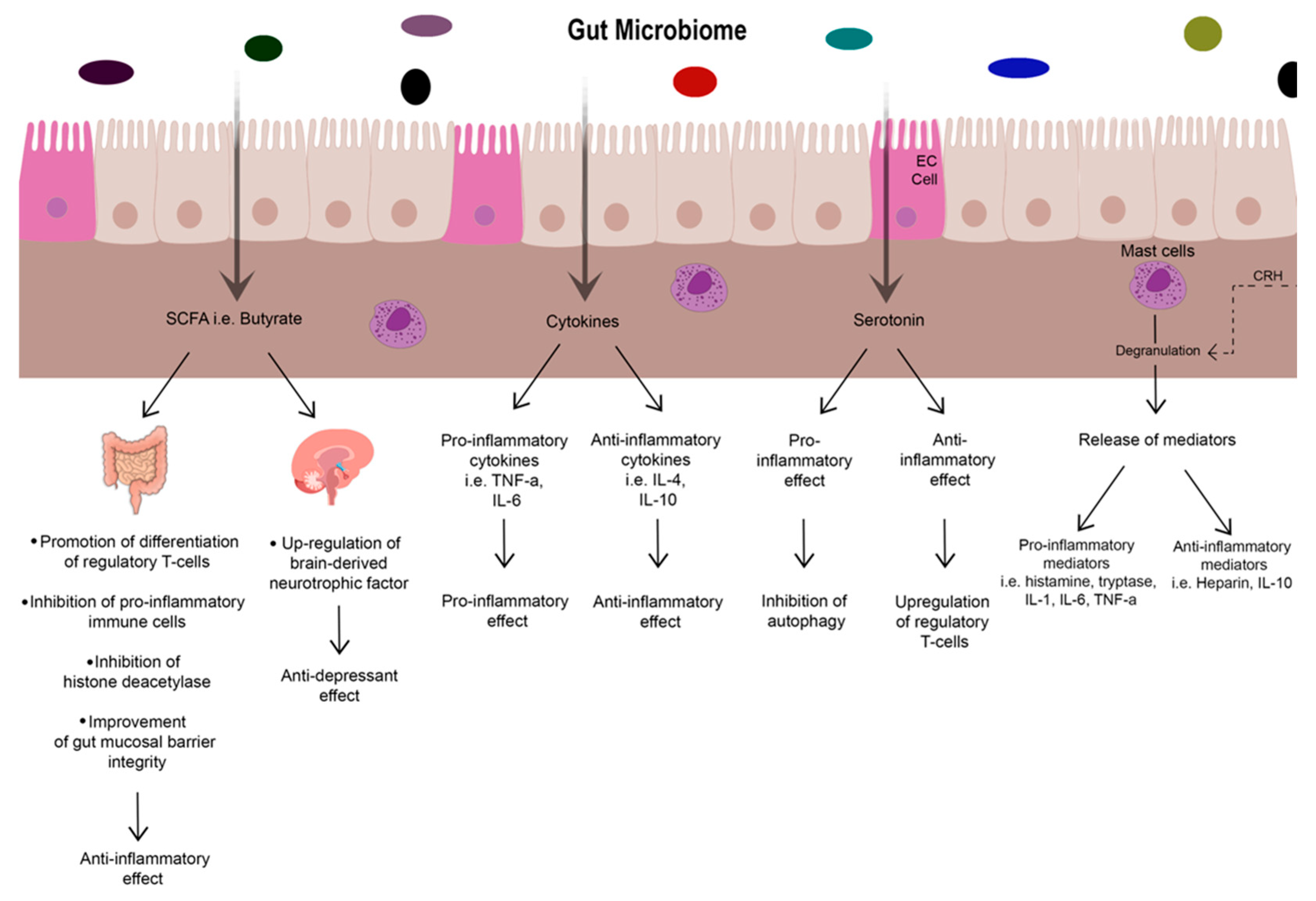 Biomedicines 13 02916 g002 Biomedicines 13 02916 g002