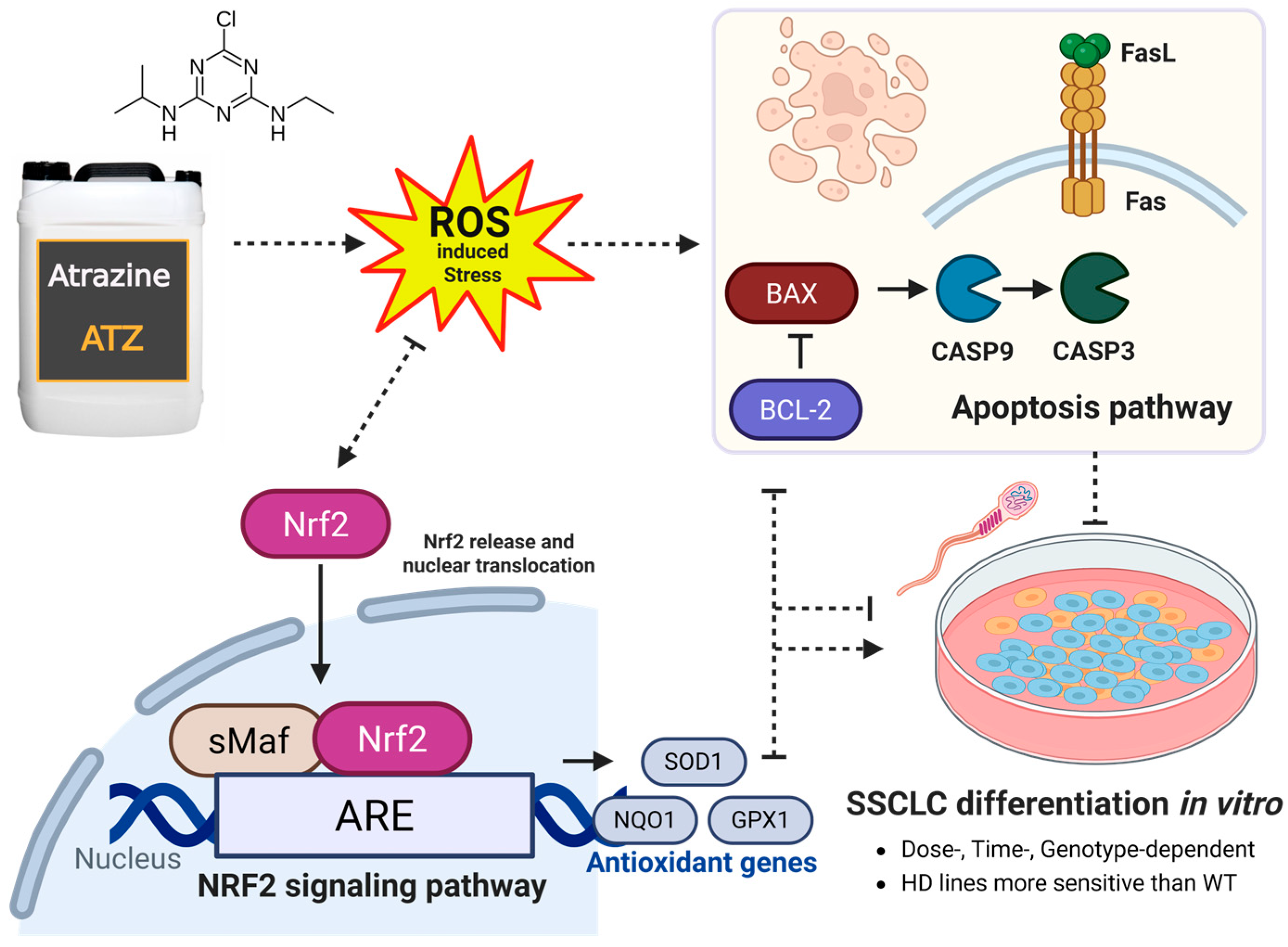 Biomedicines 13 02917 g007 Biomedicines 13 02917 g007
