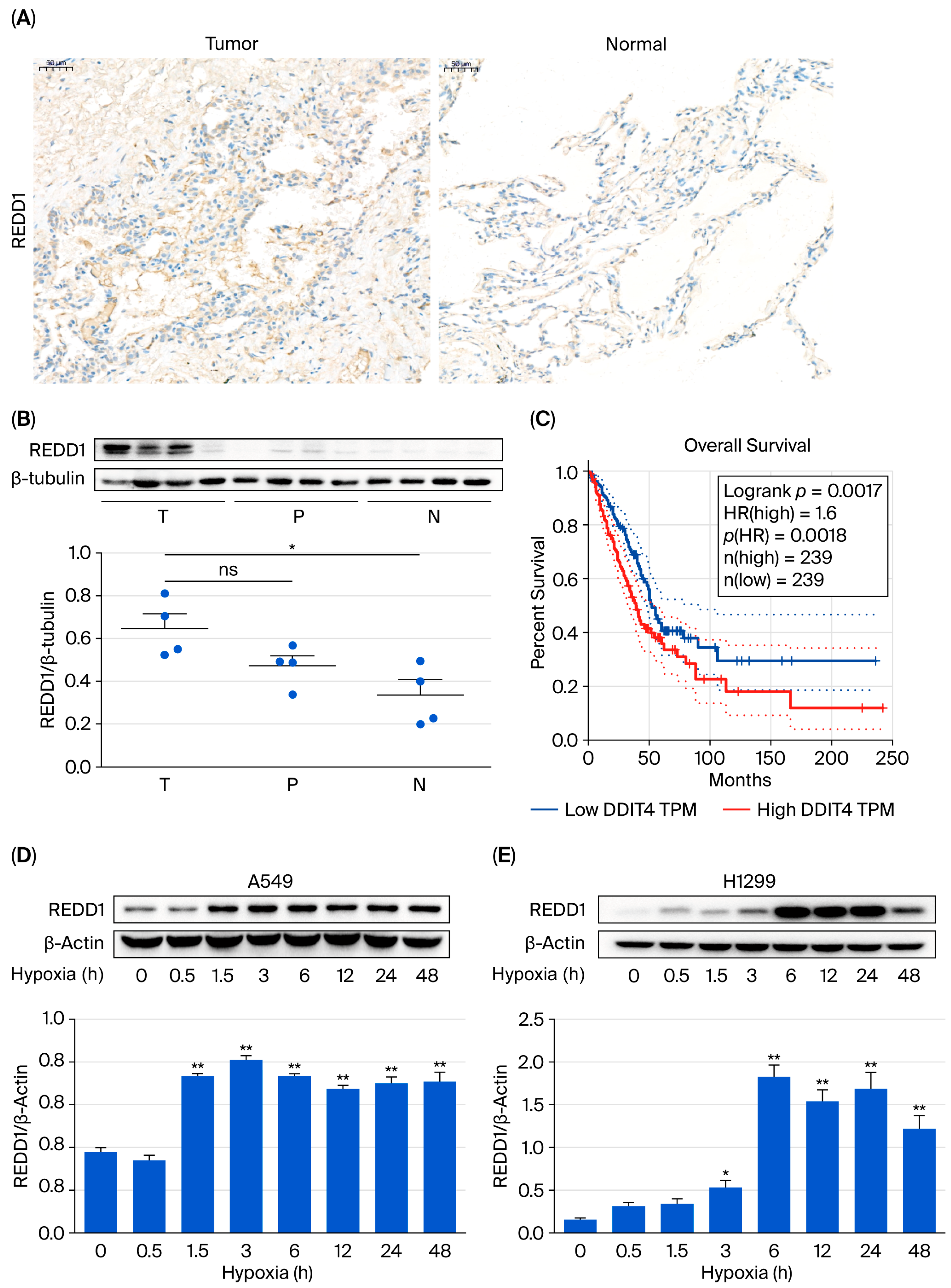 Biomedicines 13 02918 g001 Biomedicines 13 02918 g001