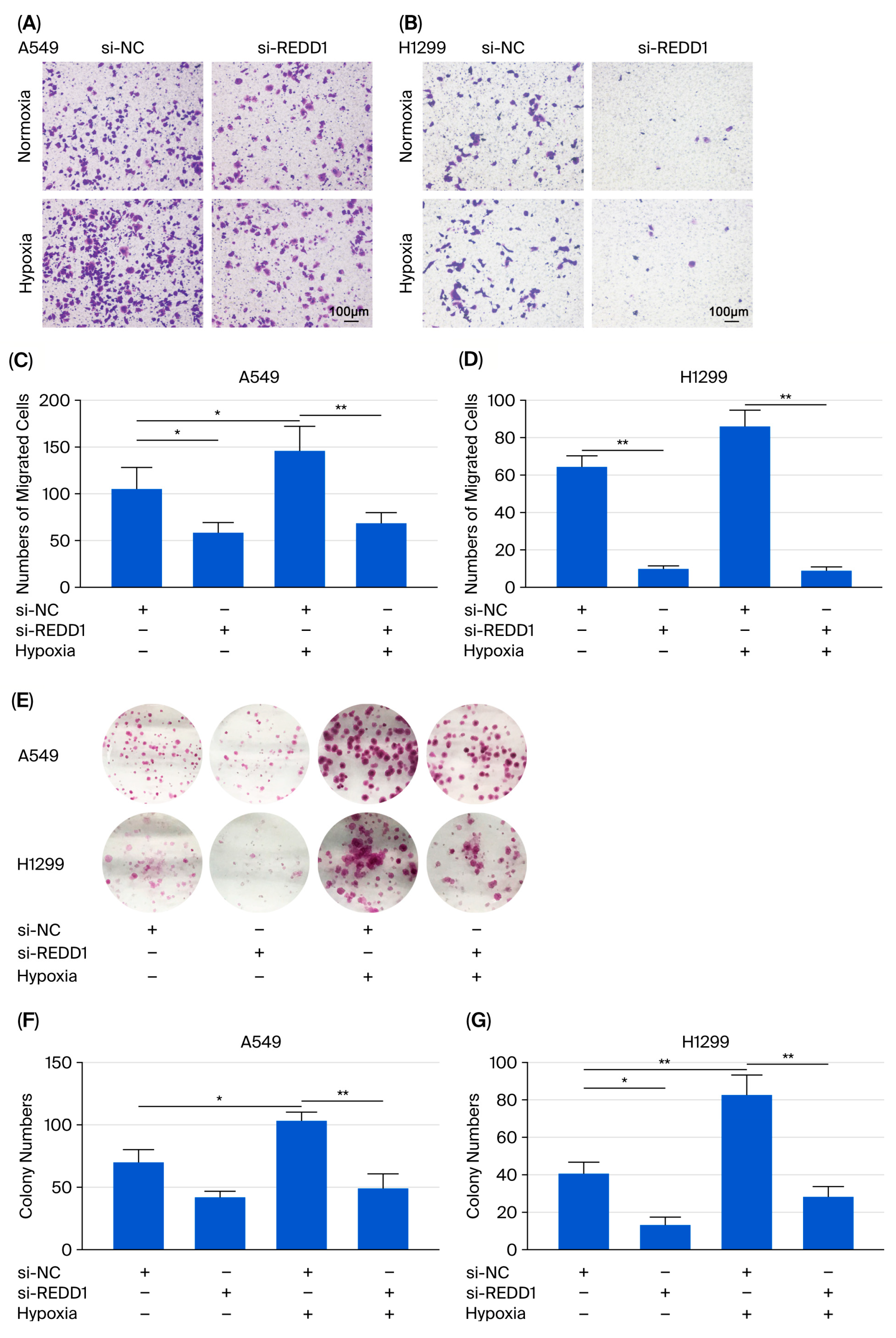 Biomedicines 13 02918 g004 Biomedicines 13 02918 g004