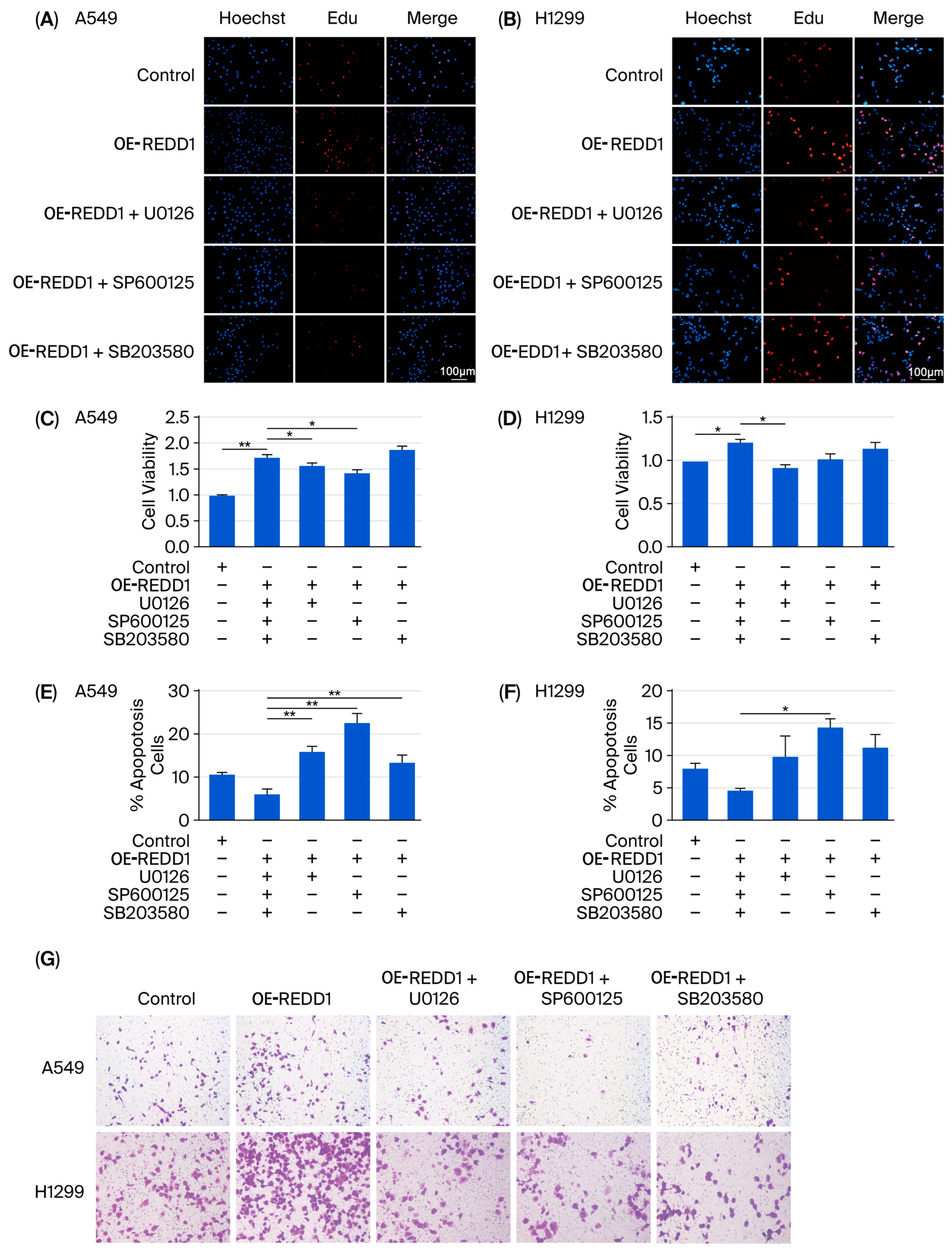 Biomedicines 13 02918 g007 Biomedicines 13 02918 g007