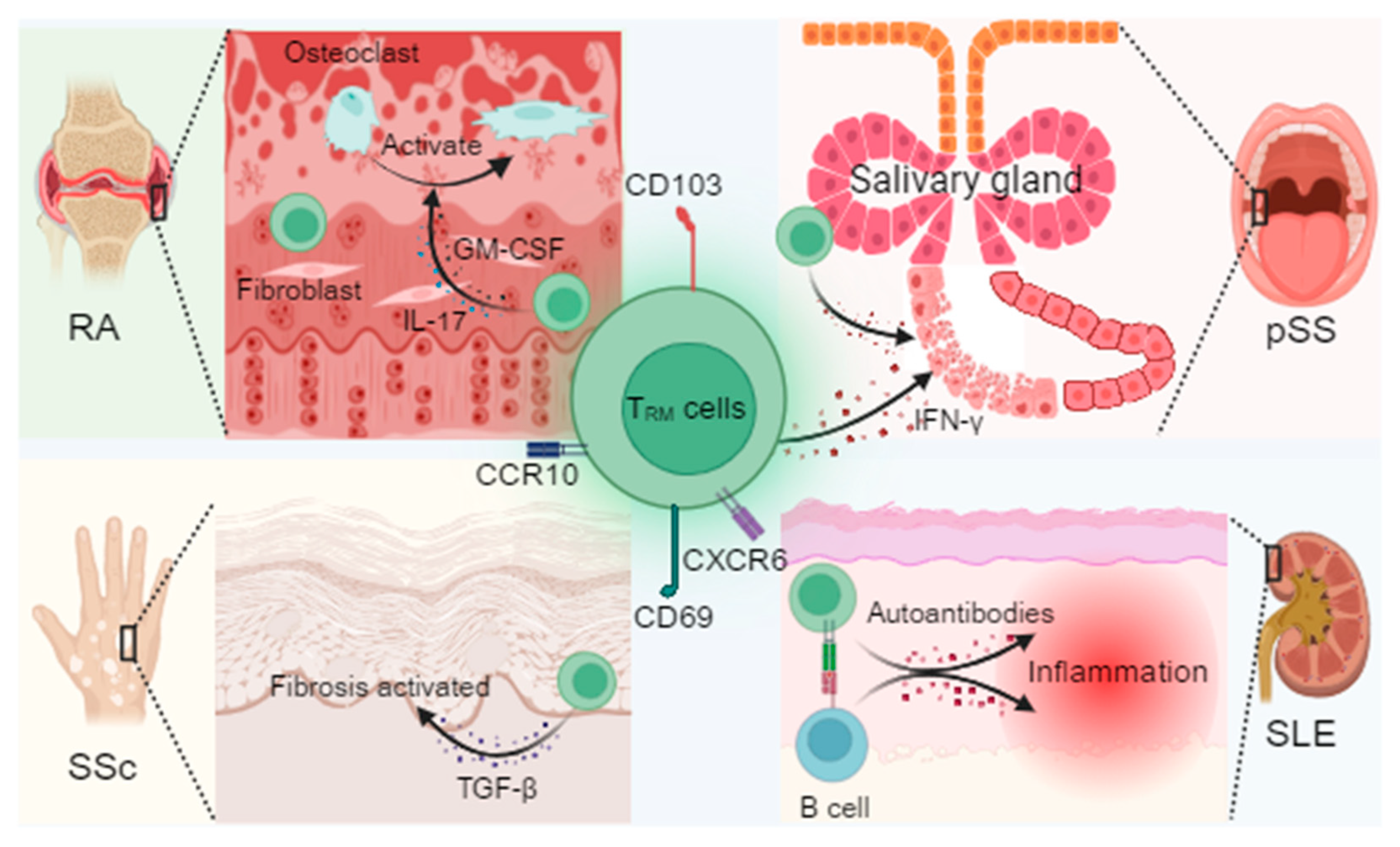 Biomedicines 13 02945 g001 Biomedicines 13 02945 g001