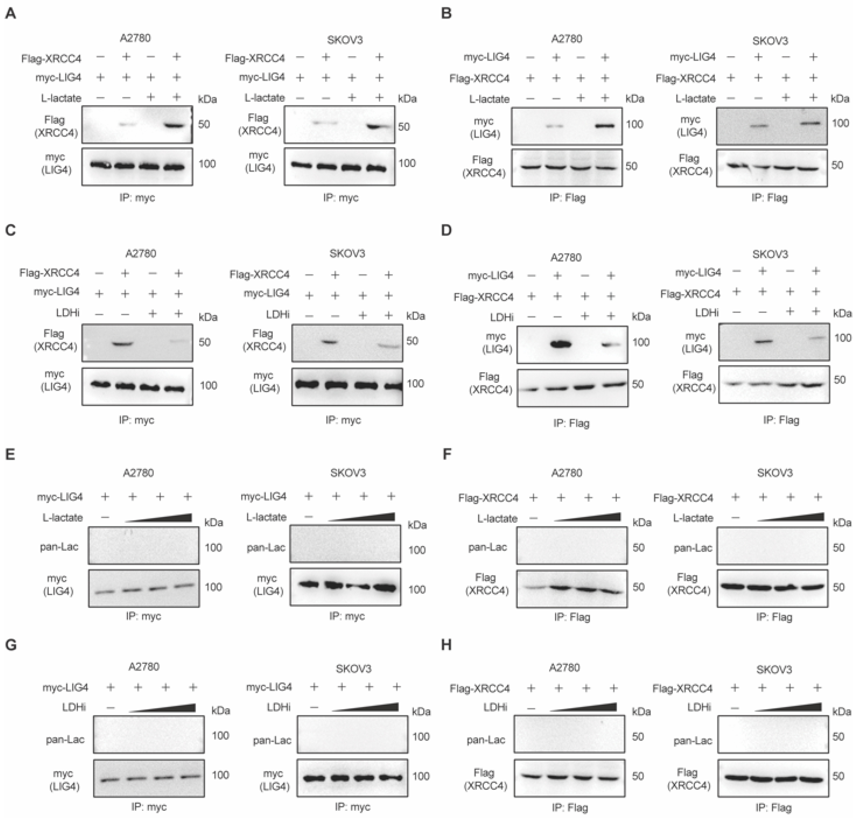 Biomedicines 13 02949 g003