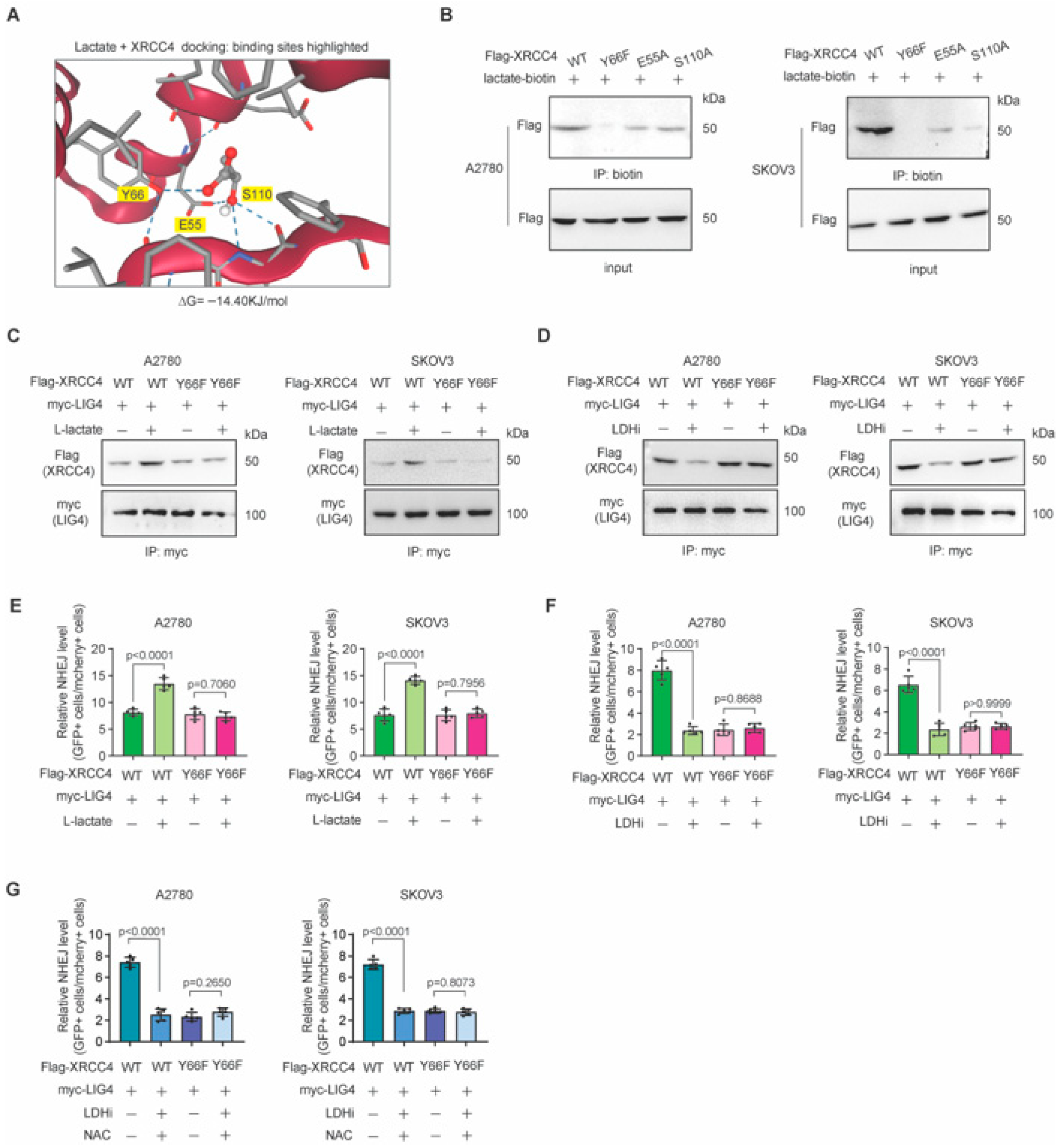 Biomedicines 13 02949 g005