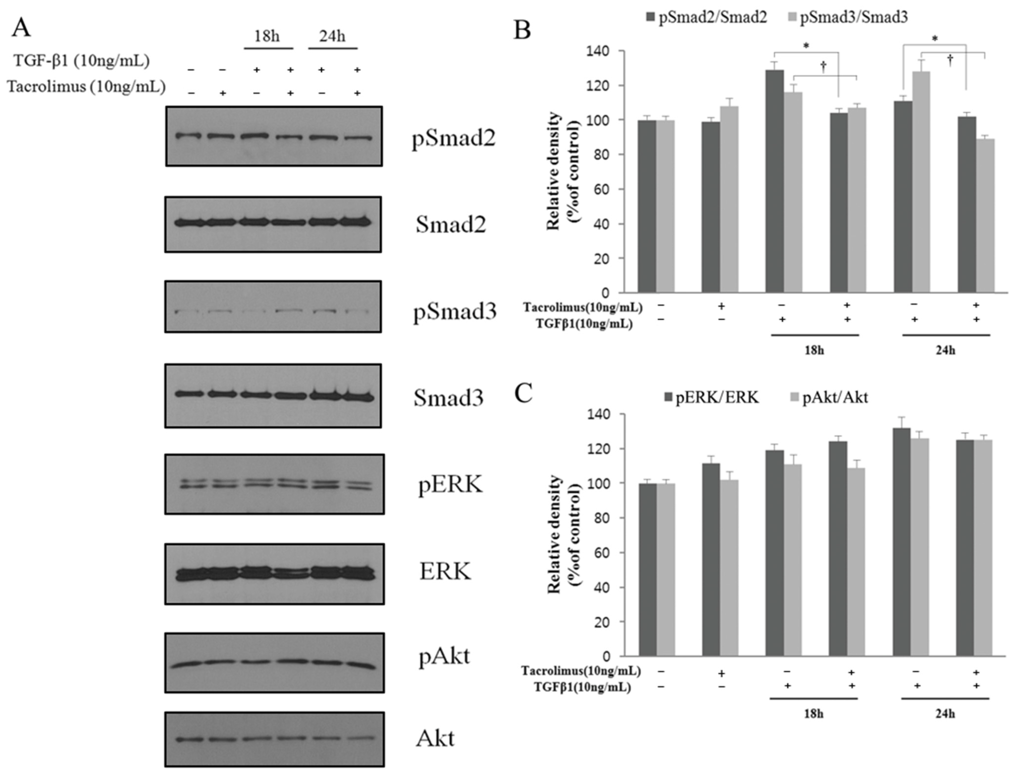 Biomedicines 13 02956 g004