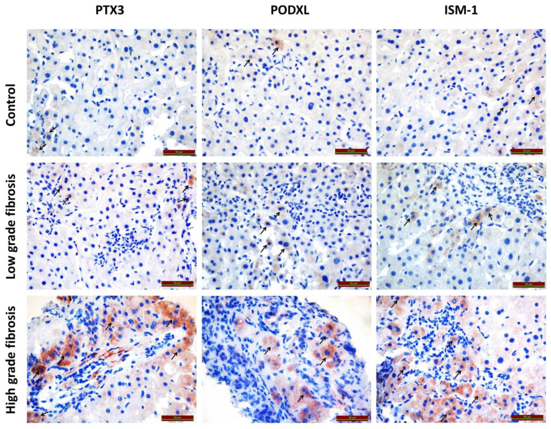 Biomedicines 13 02958 g001 Biomedicines 13 02958 g001