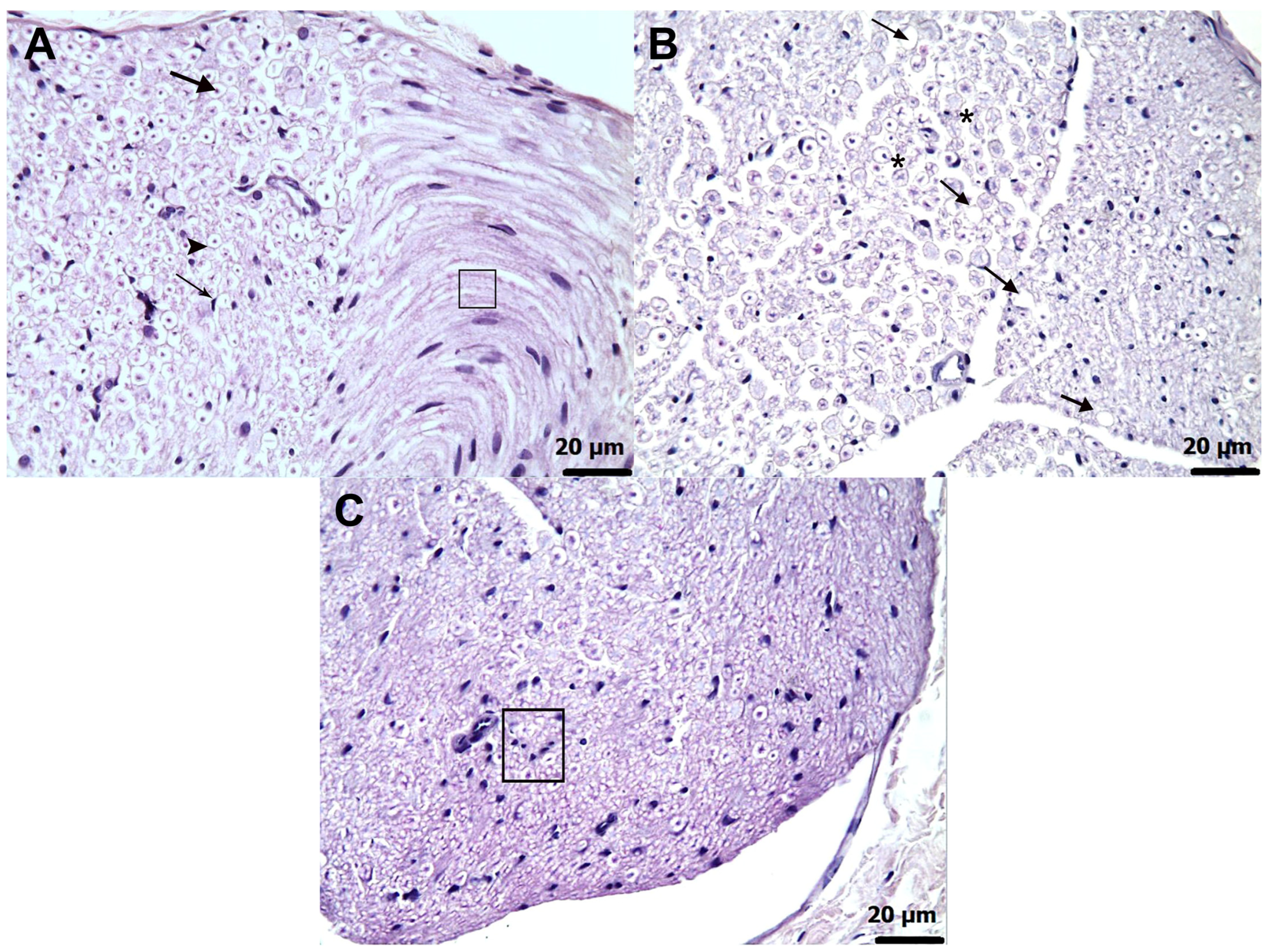 Biomedicines 13 02965 g006 Biomedicines 13 02965 g006