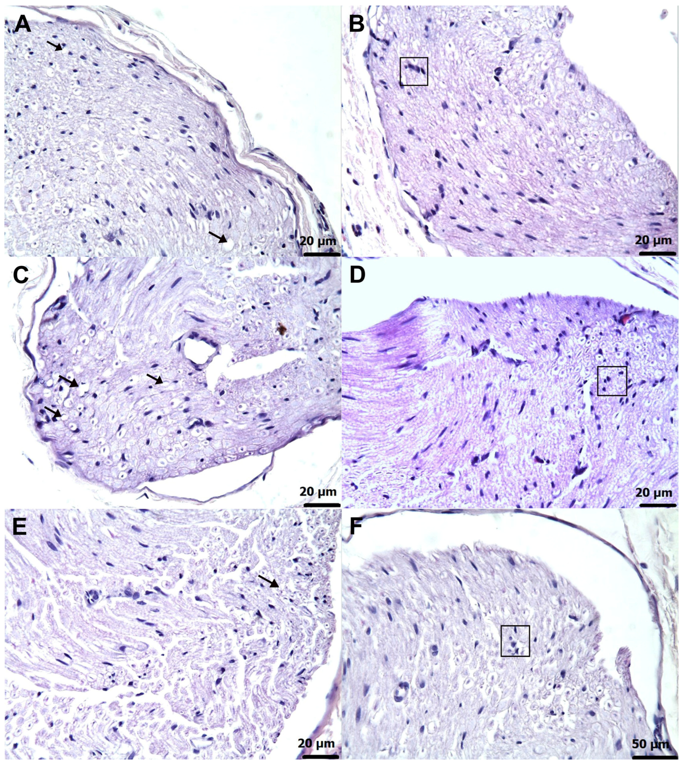 Biomedicines 13 02965 g007 Biomedicines 13 02965 g007