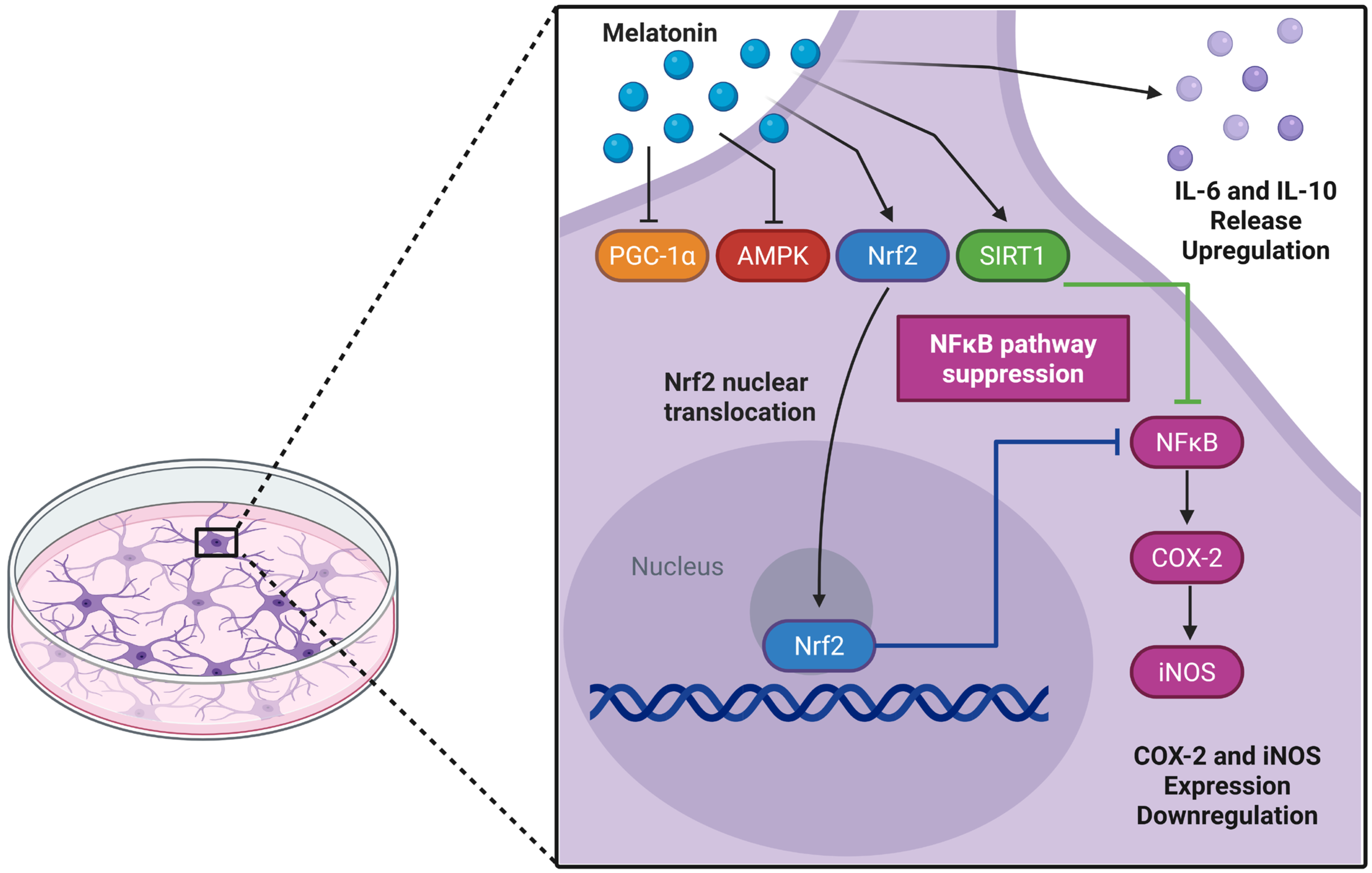 Biomedicines 13 02967 g007 Biomedicines 13 02967 g007