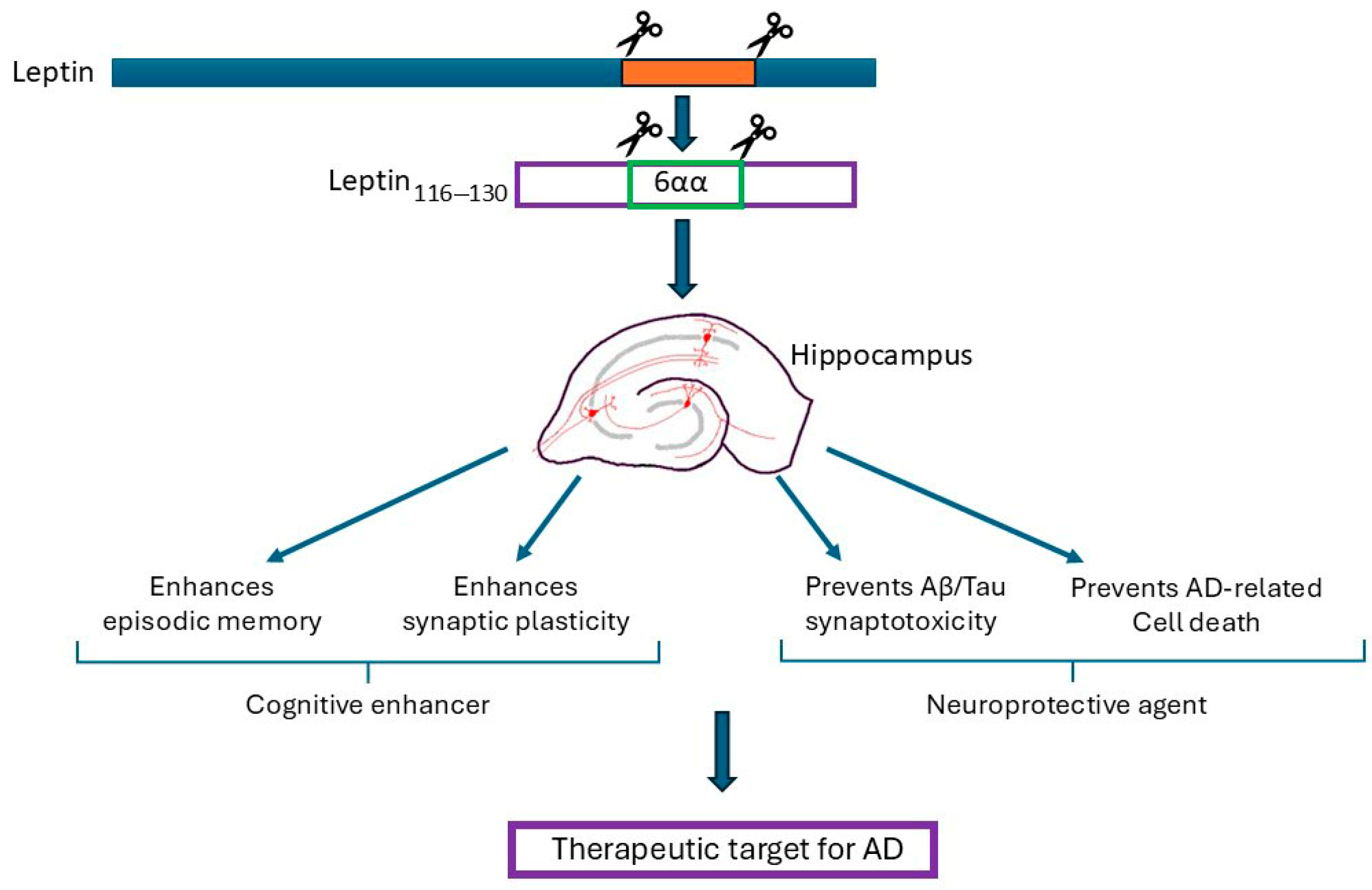 Biomedicines 13 02969 g001