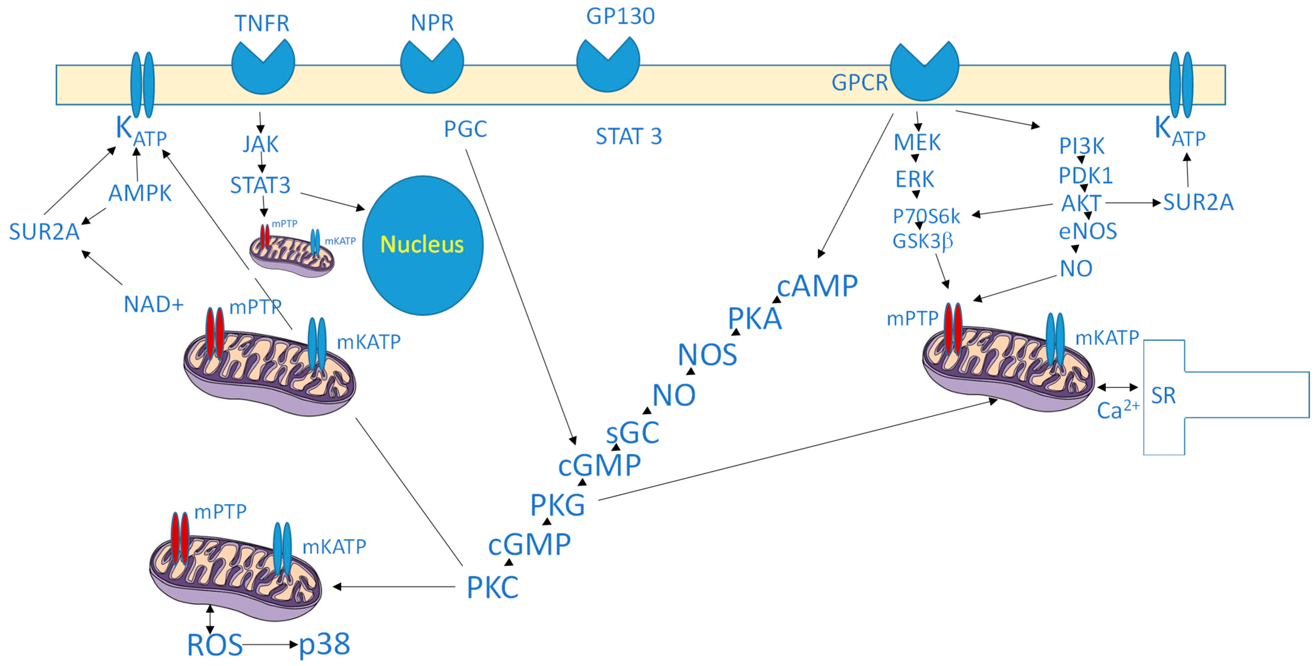 Biomedicines 13 02973 g001