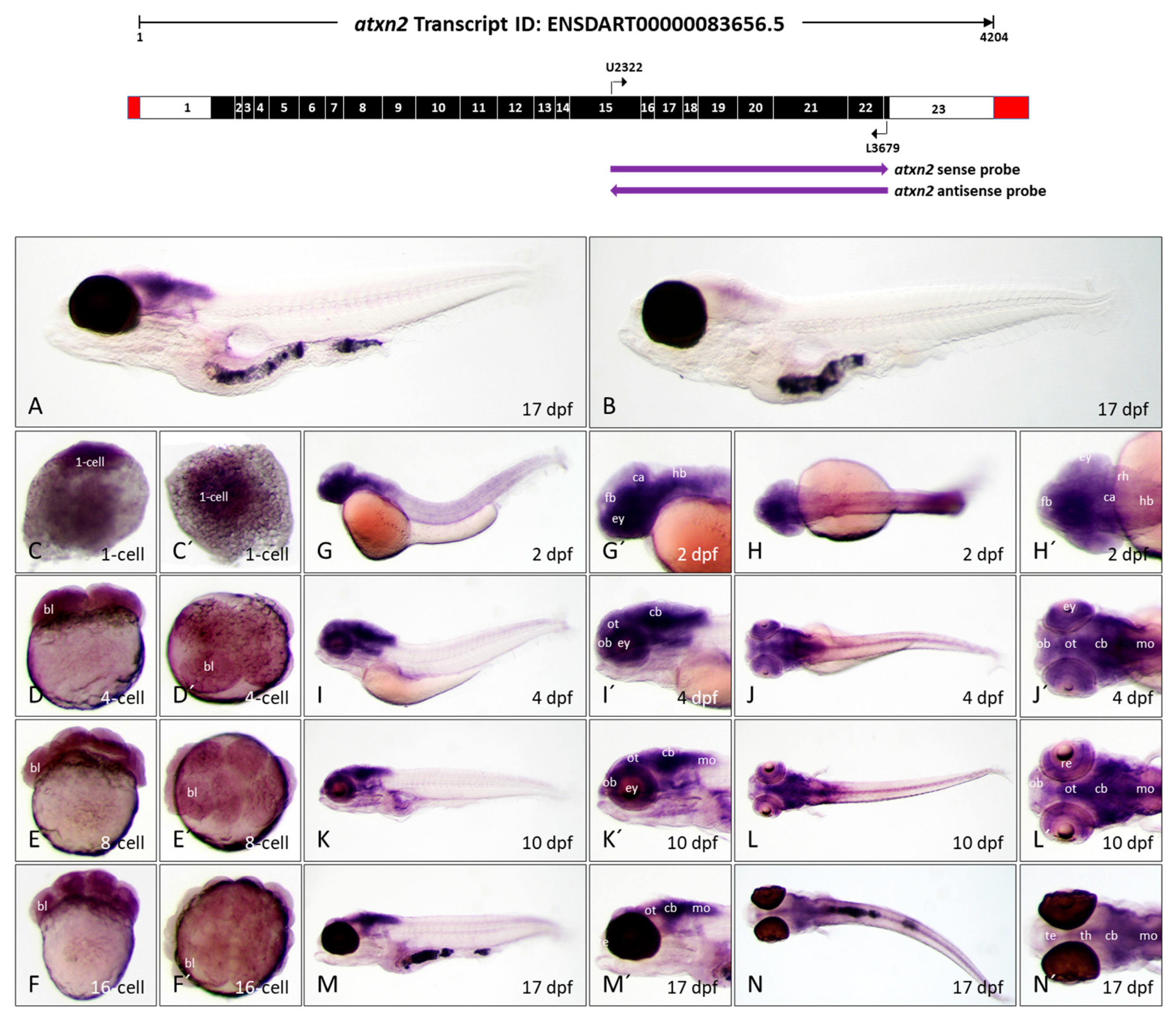Biomedicines 13 02974 g007