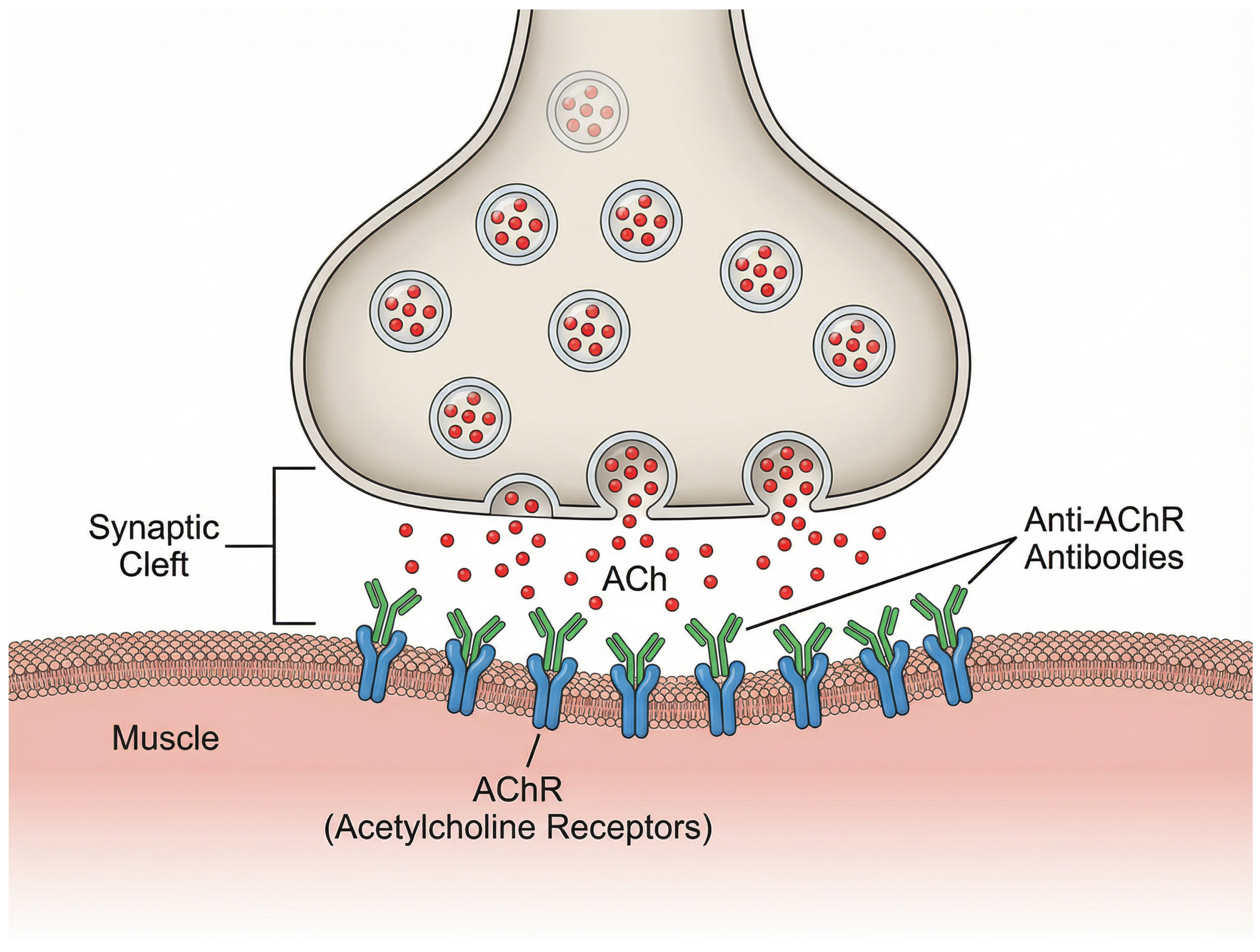 Biomedicines 13 02975 g001