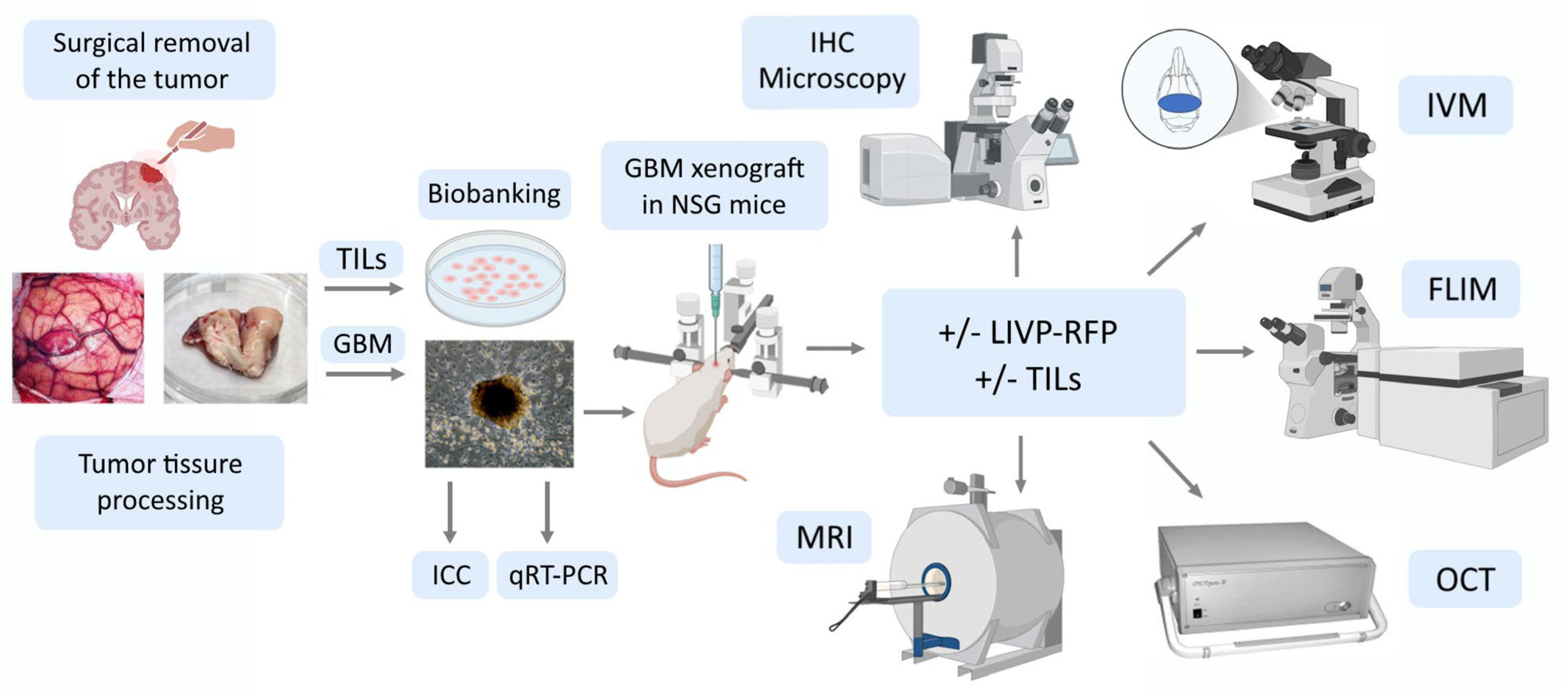 Biomedicines 13 02977 g001
