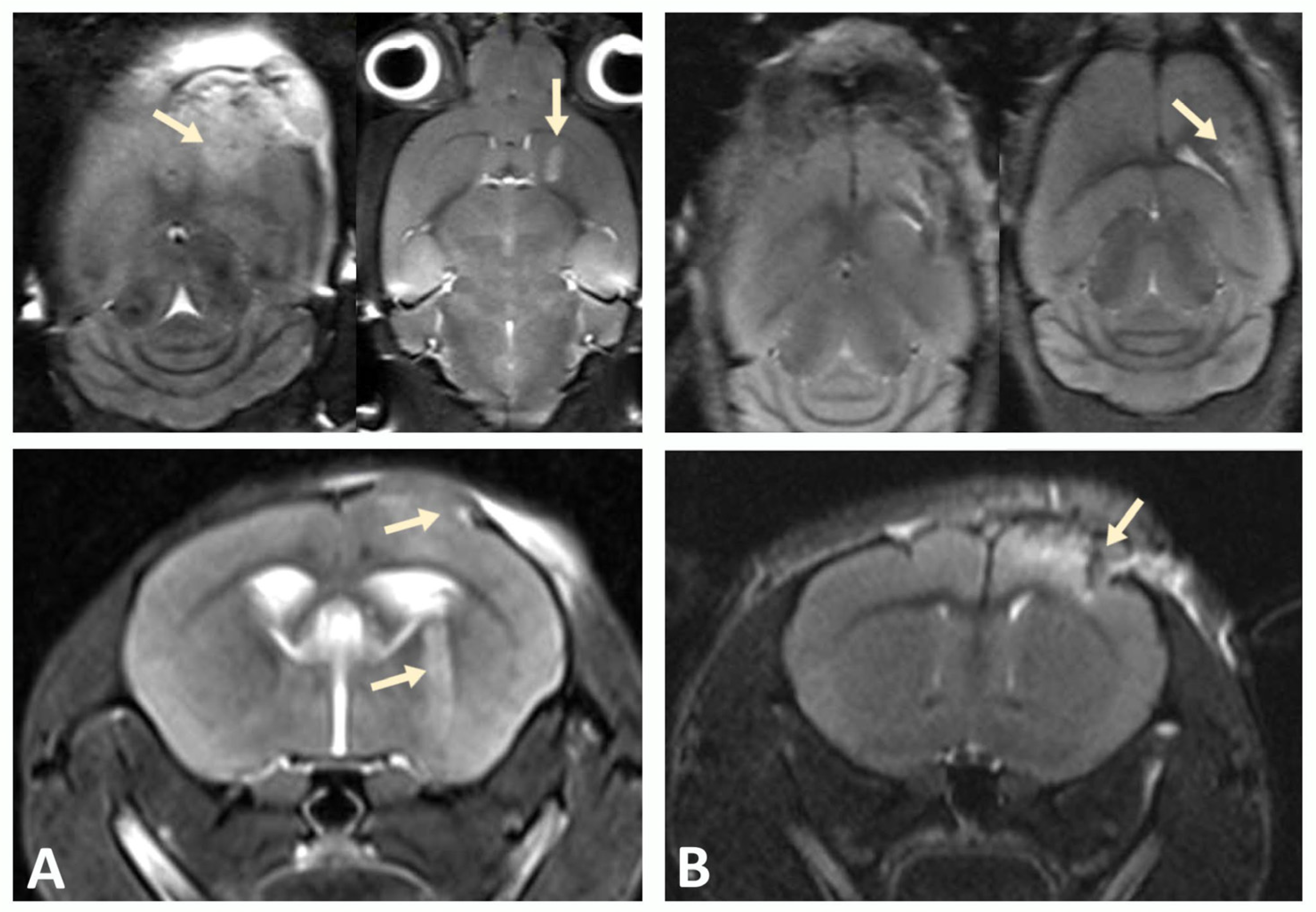 Biomedicines 13 02977 g003