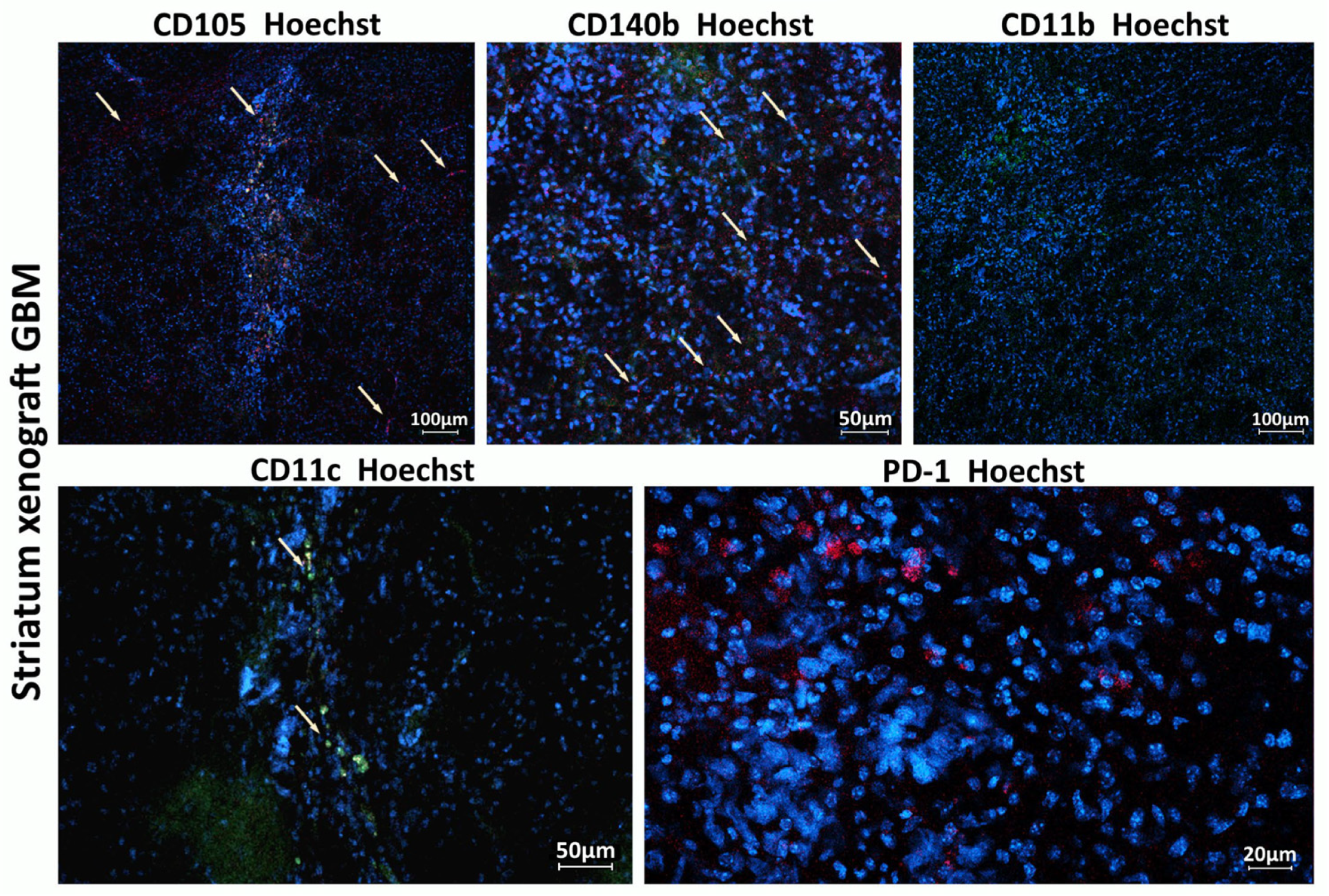 Biomedicines 13 02977 g006