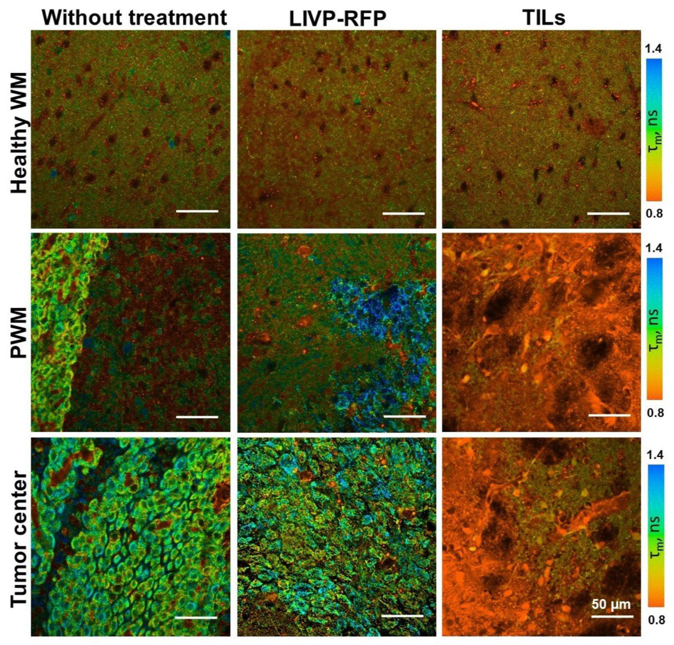 Biomedicines 13 02977 g011