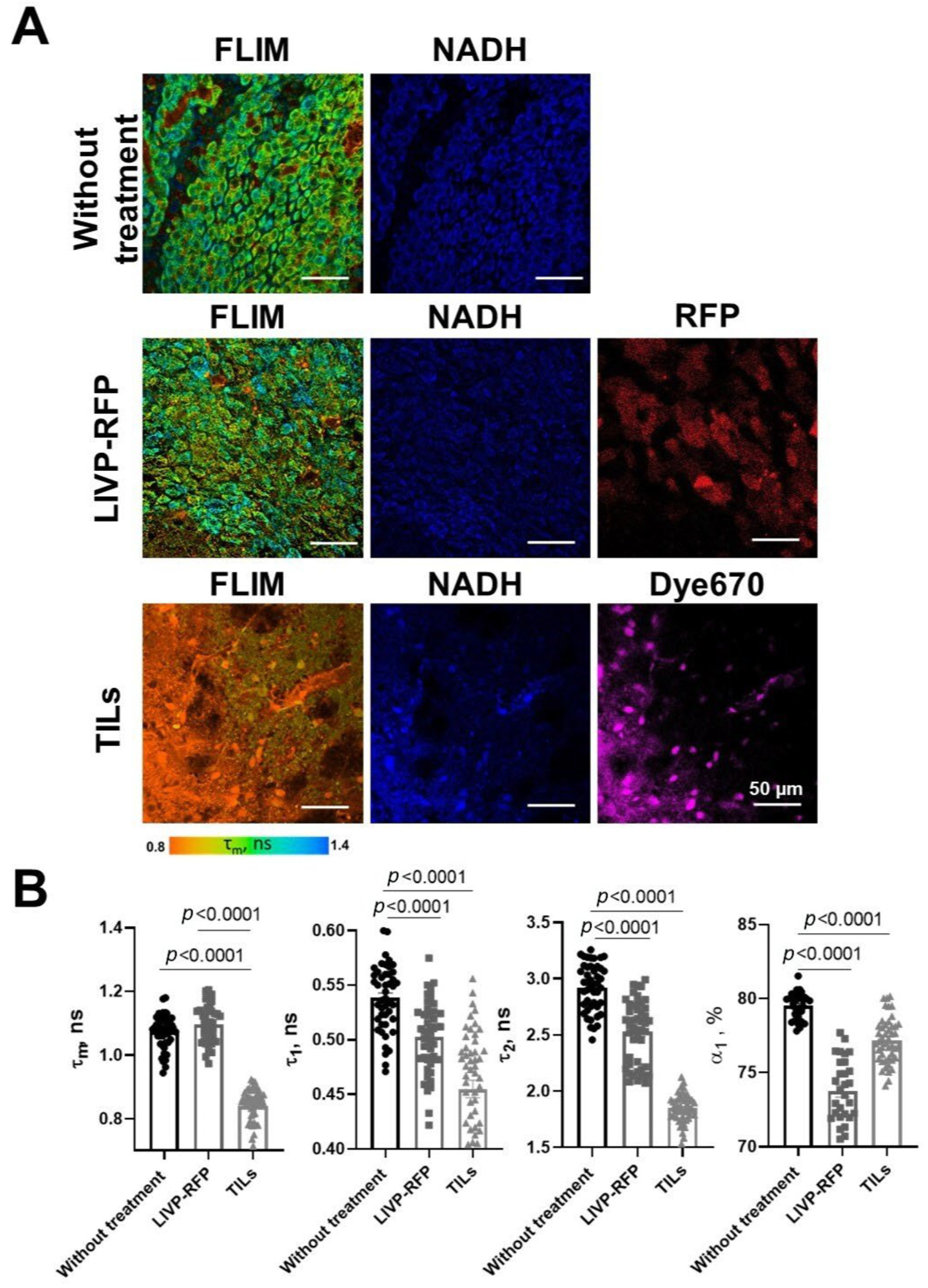 Biomedicines 13 02977 g013