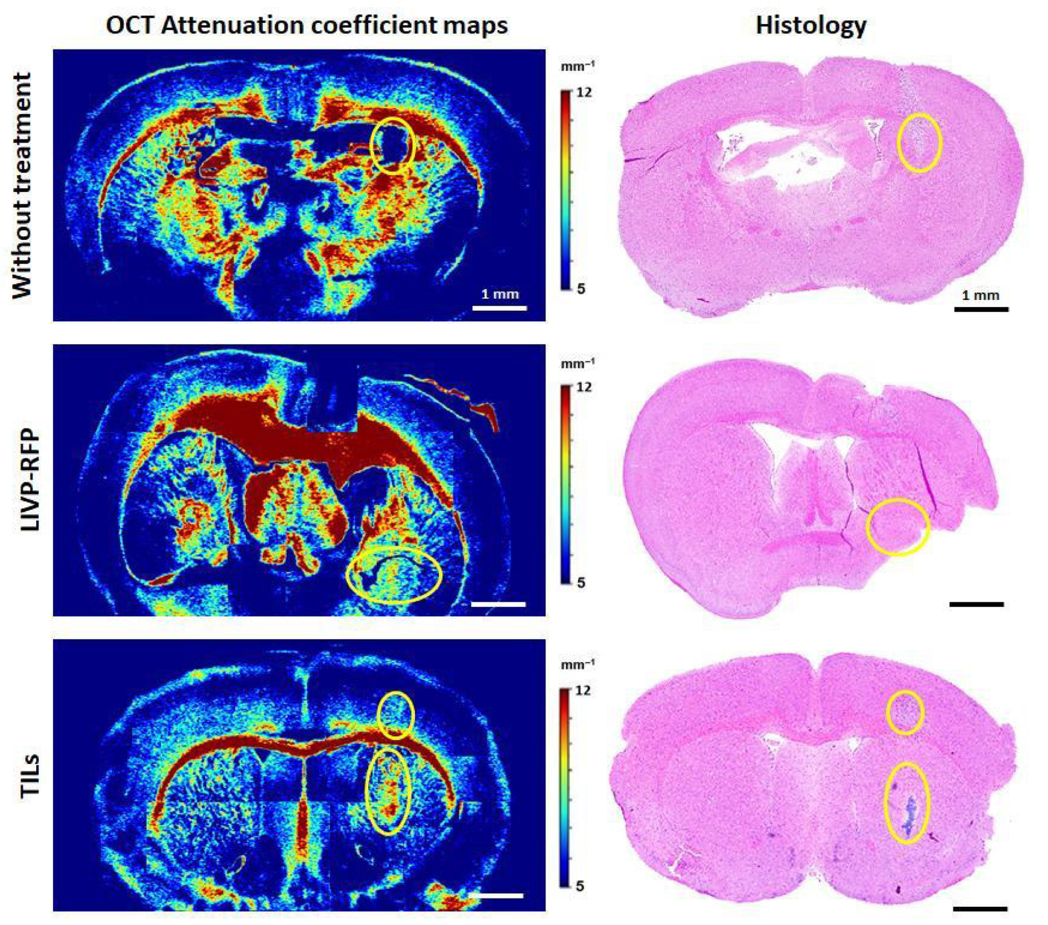 Biomedicines 13 02977 g014