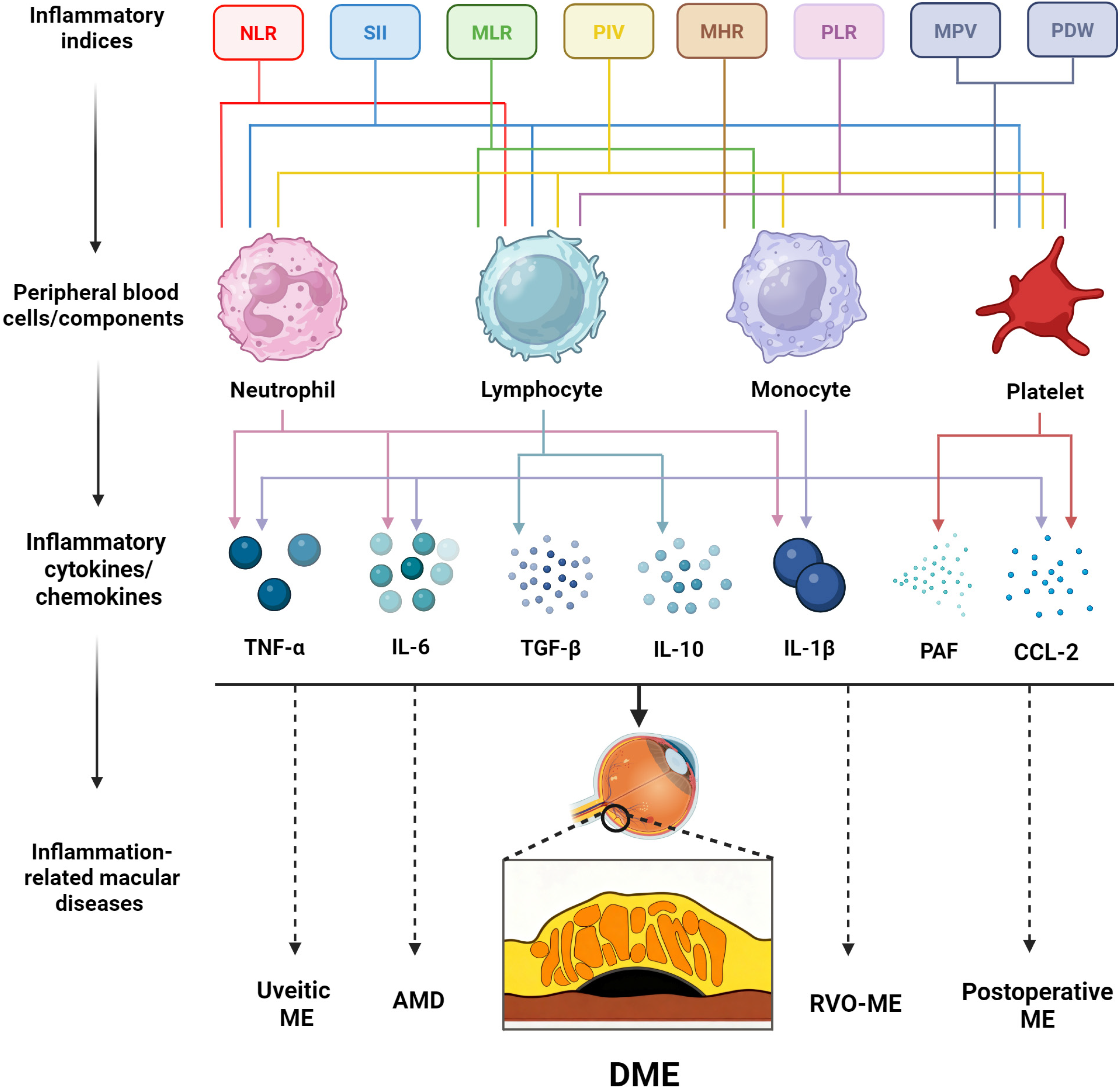 Biomedicines 13 02979 g001