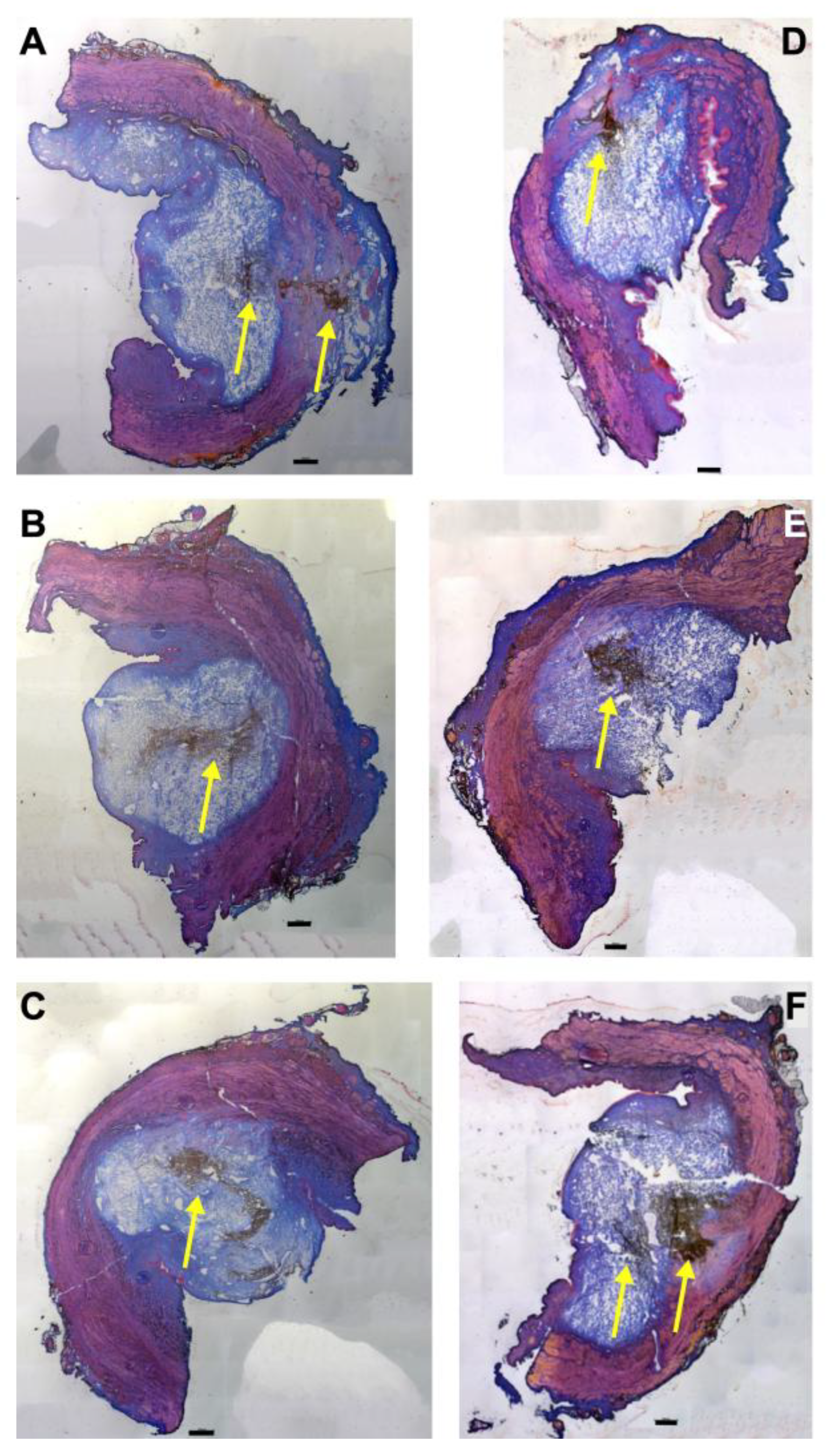 Biomedicines 13 02986 g001