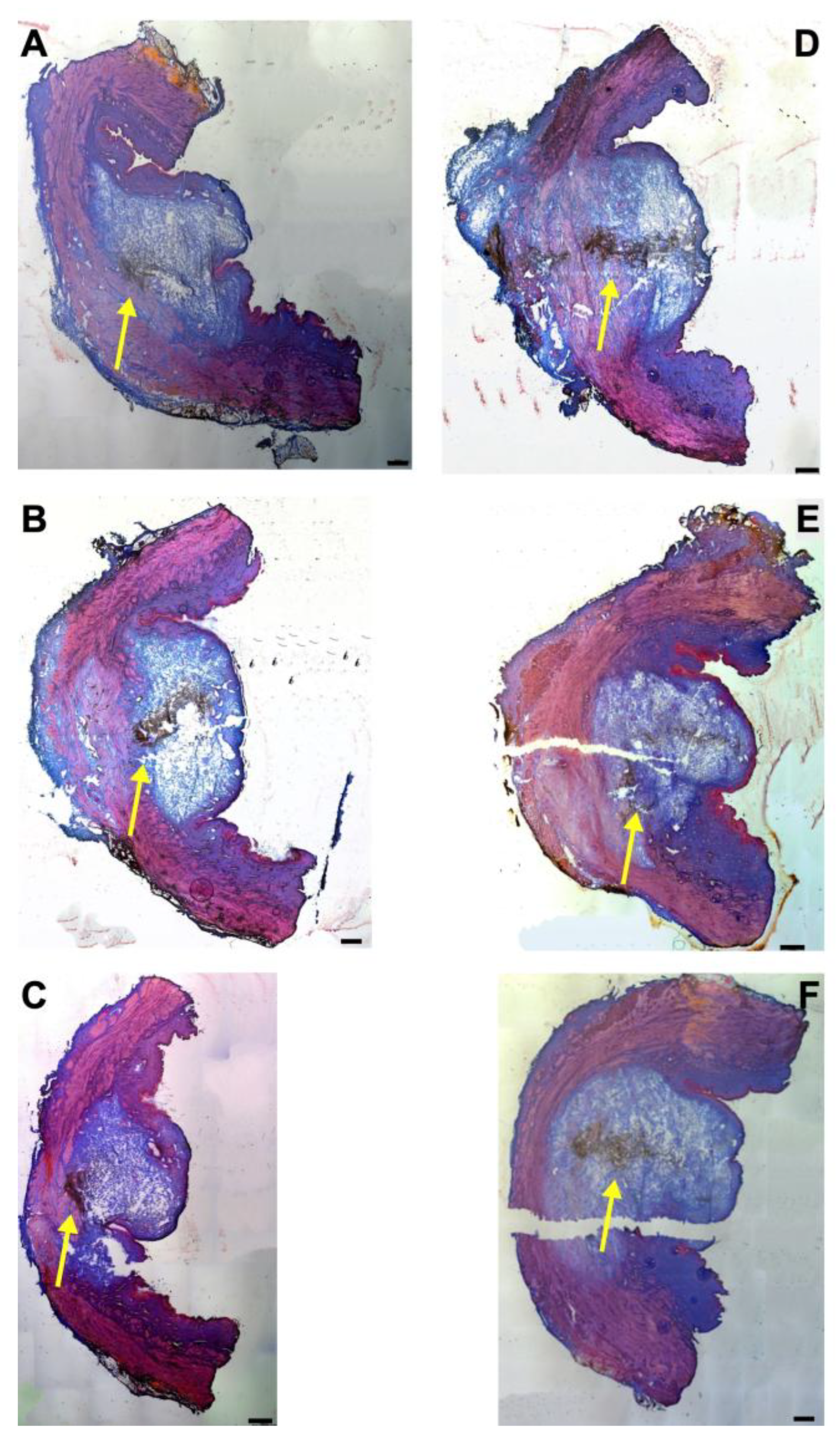 Biomedicines 13 02986 g004