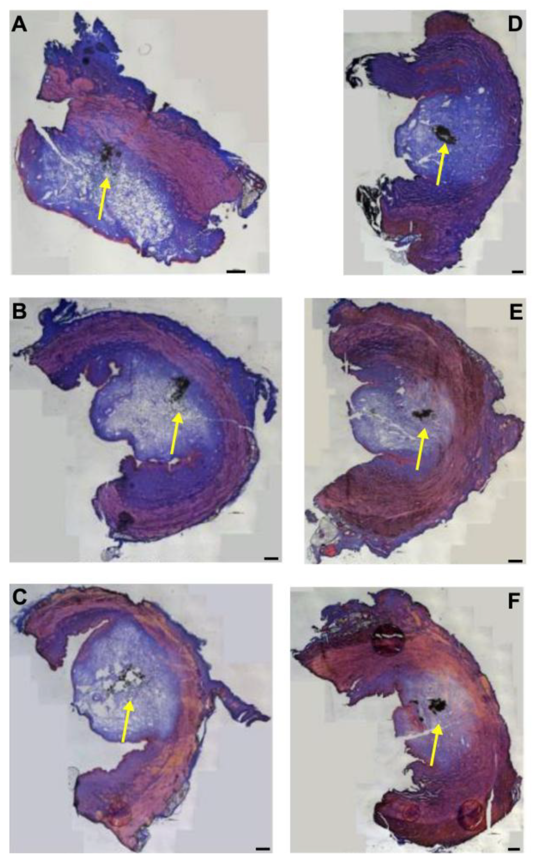 Biomedicines 13 02986 g007